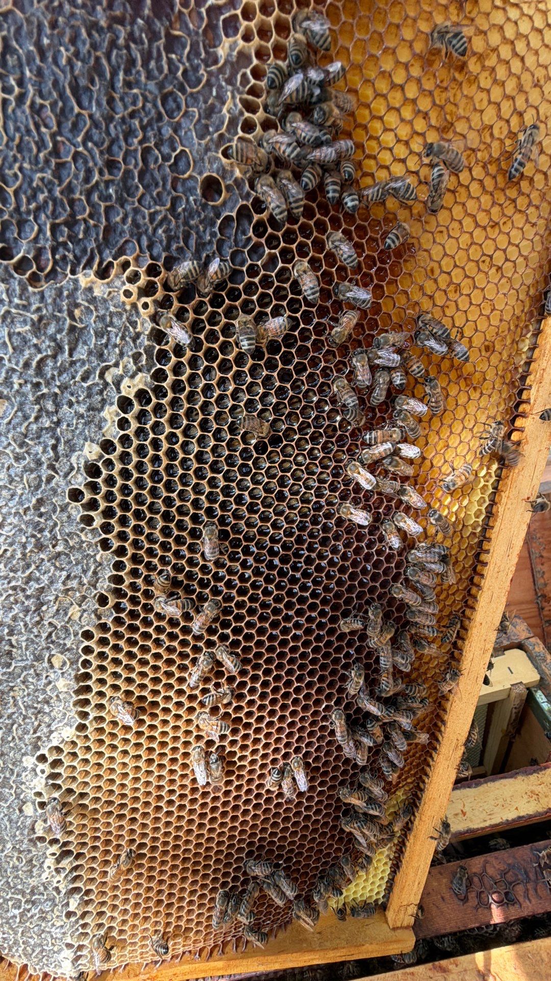 Urban Bees in North Dallas by Rockwall Honey Bee Company
