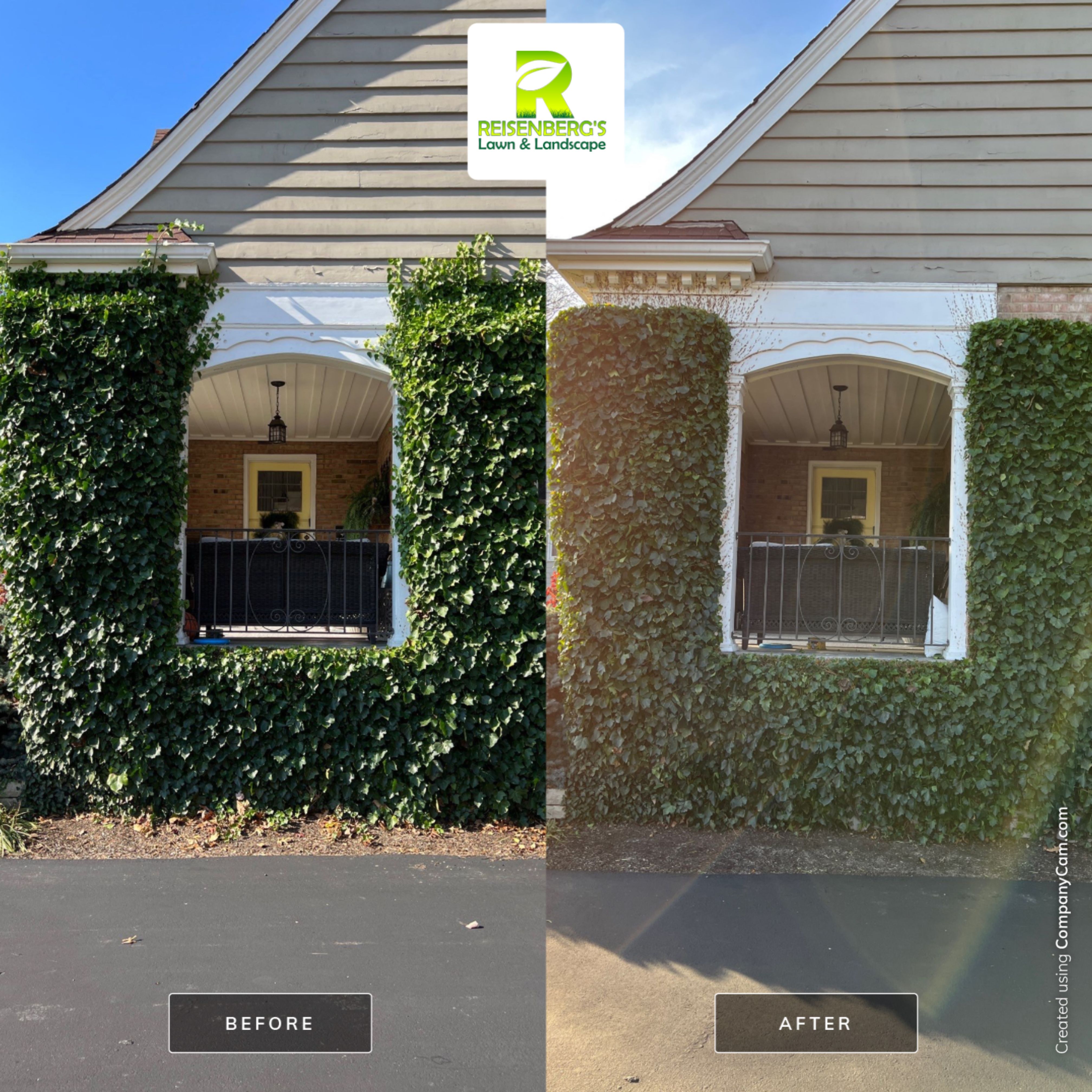 Hand Pruning & Care for Hedera Helix Wall by Reisenberg’s Lawn & Landscape, LLC