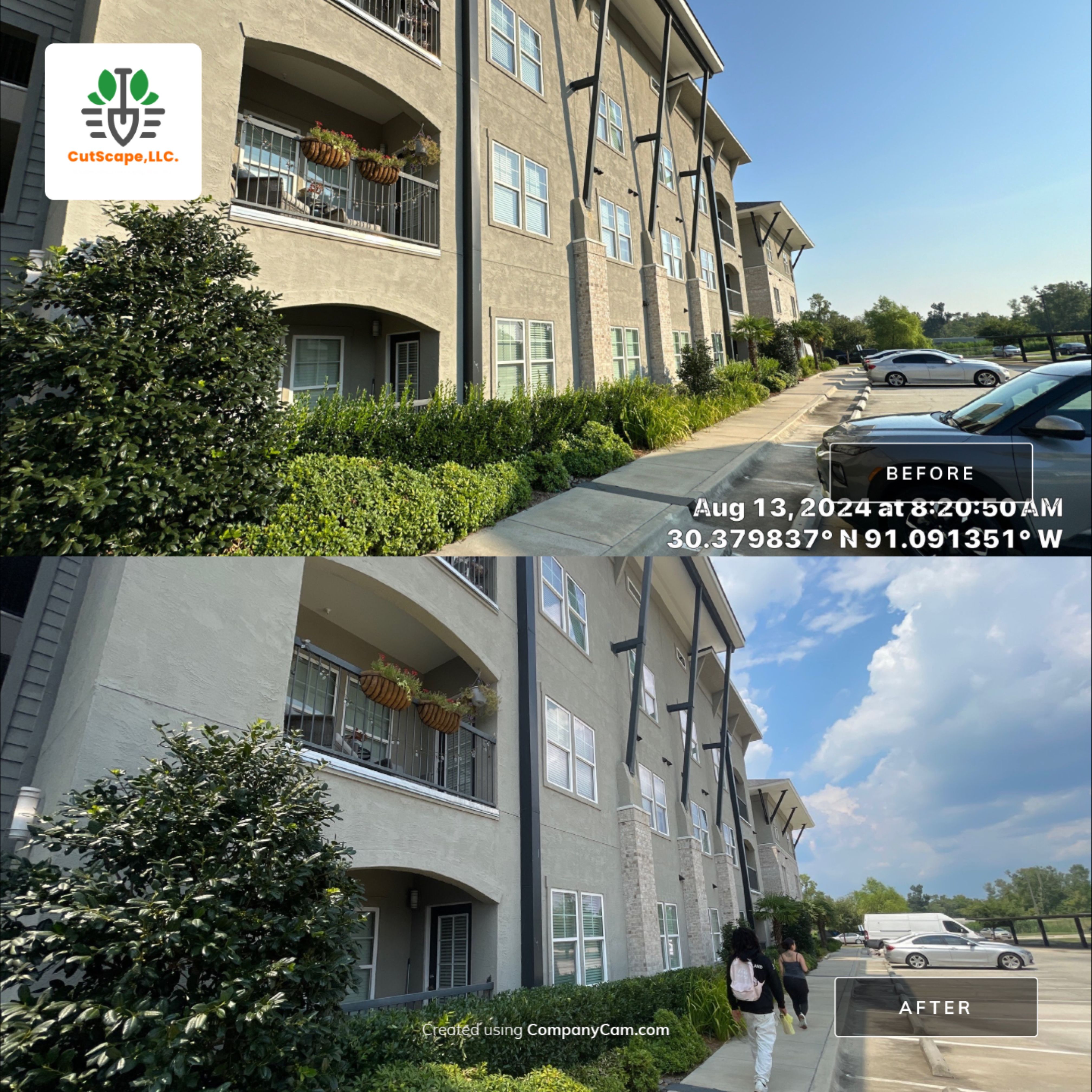 MULTI FAMILY PROPERTY: HEDGE TRIM / BED CLEAN by CutScape, LLC.