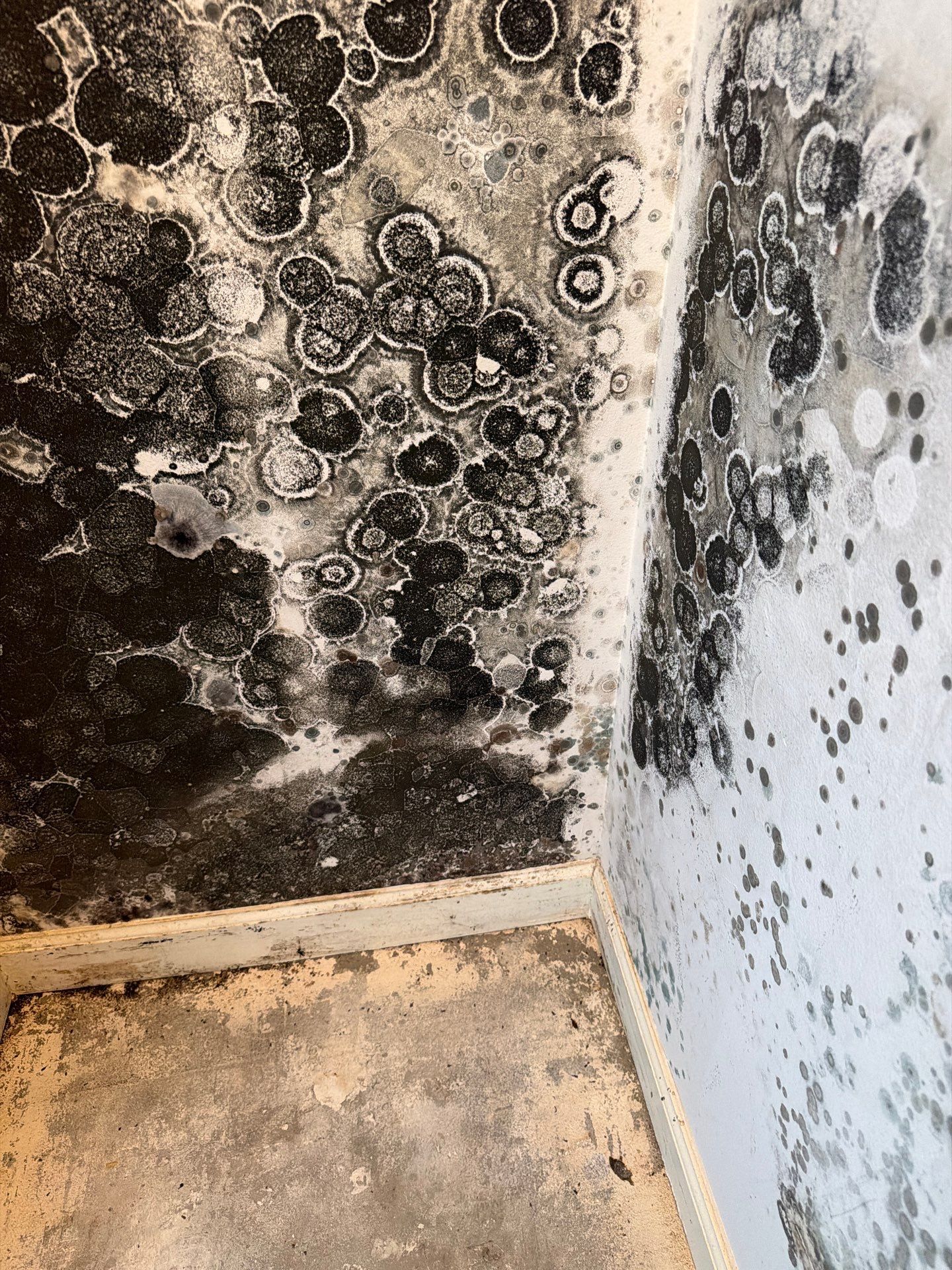 Mold Remediation and Interior Structural Drying in Wellington, Florida by SuperClean