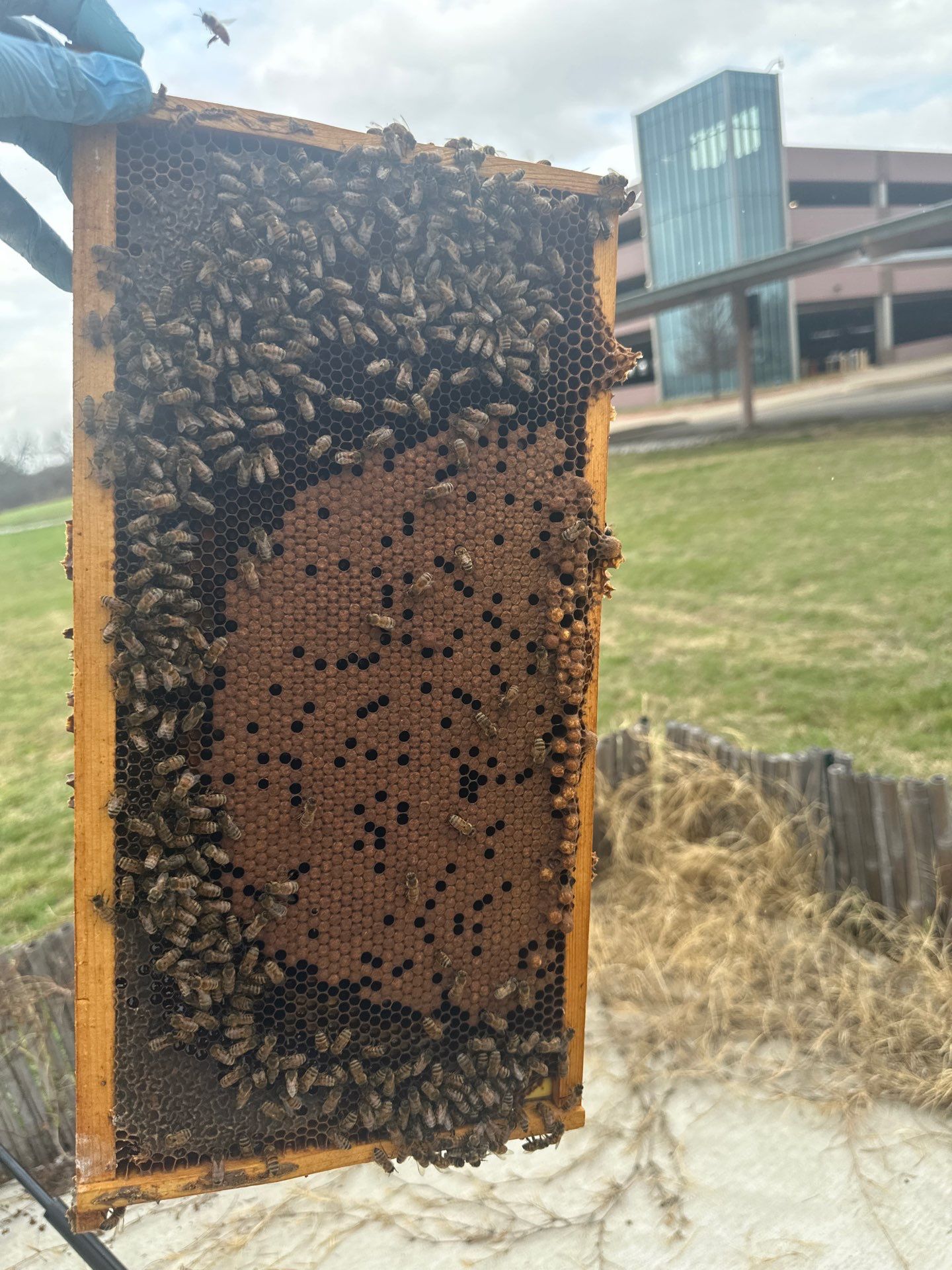 Bees at the Bank! by Rockwall Honey Bee Company