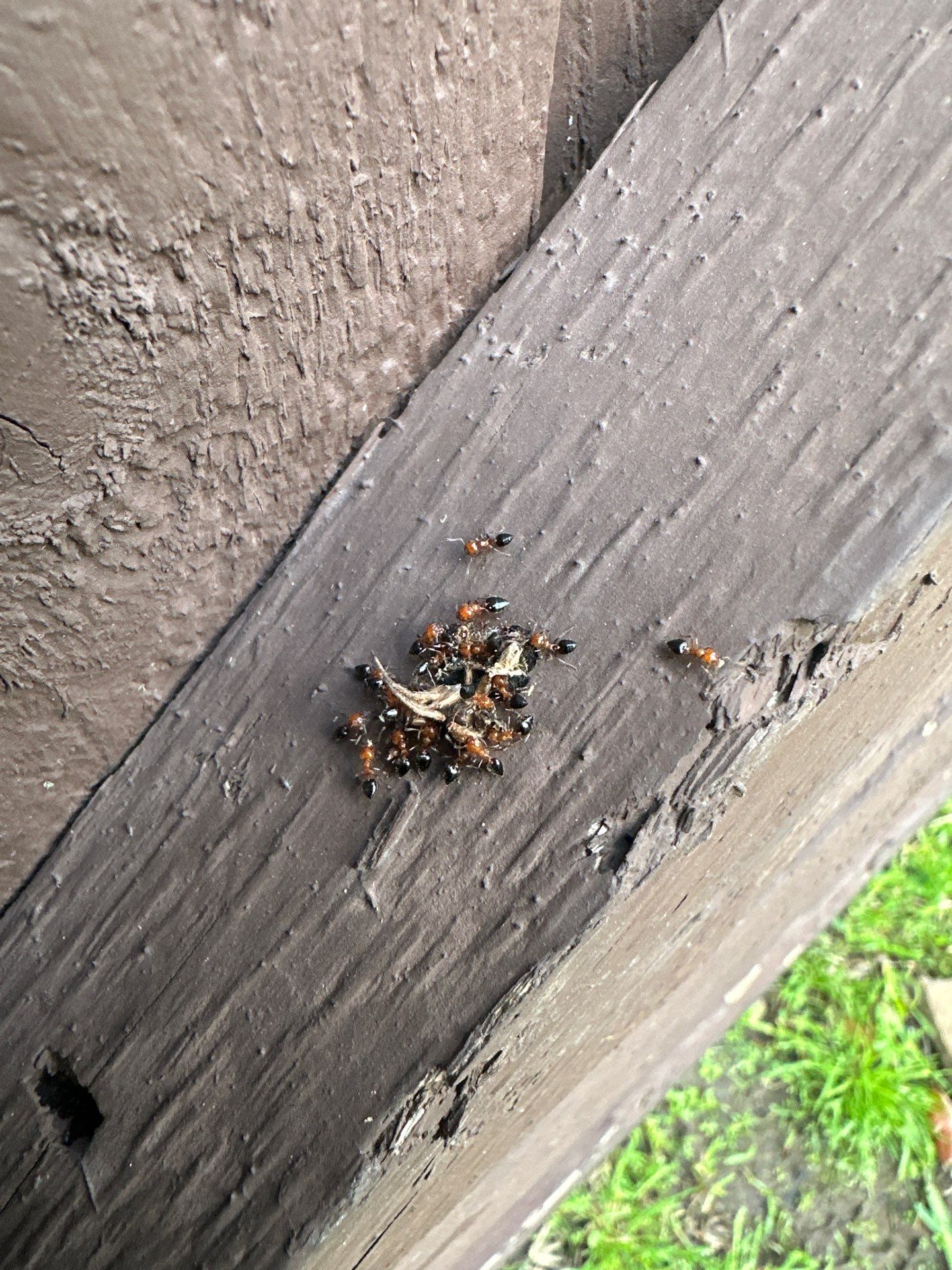 Acrobat ants trailing a fascia board on a Plano TX home