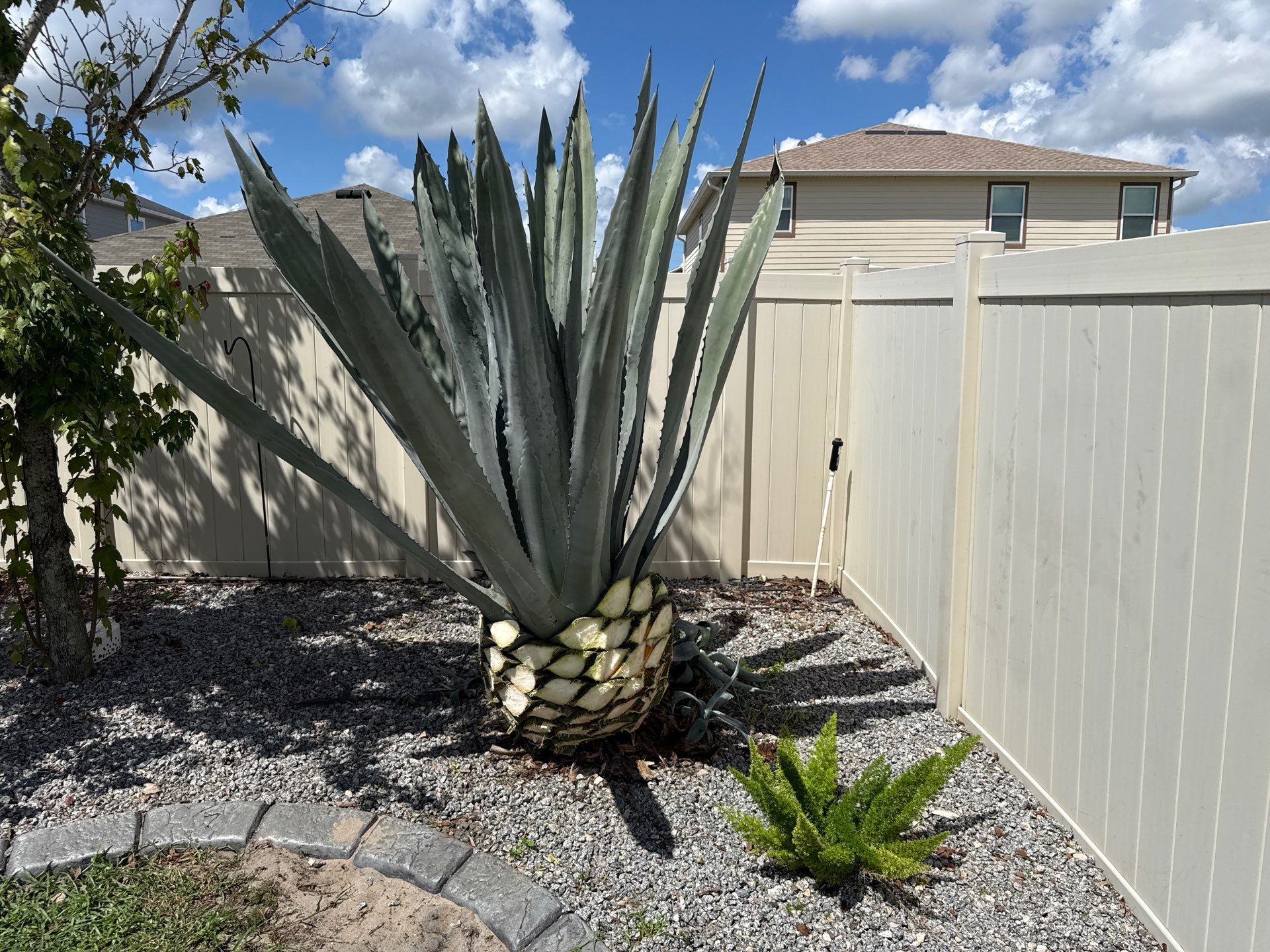  Agave Plants Trimming by 
M.A.B. Landscaping & Property Maintenance