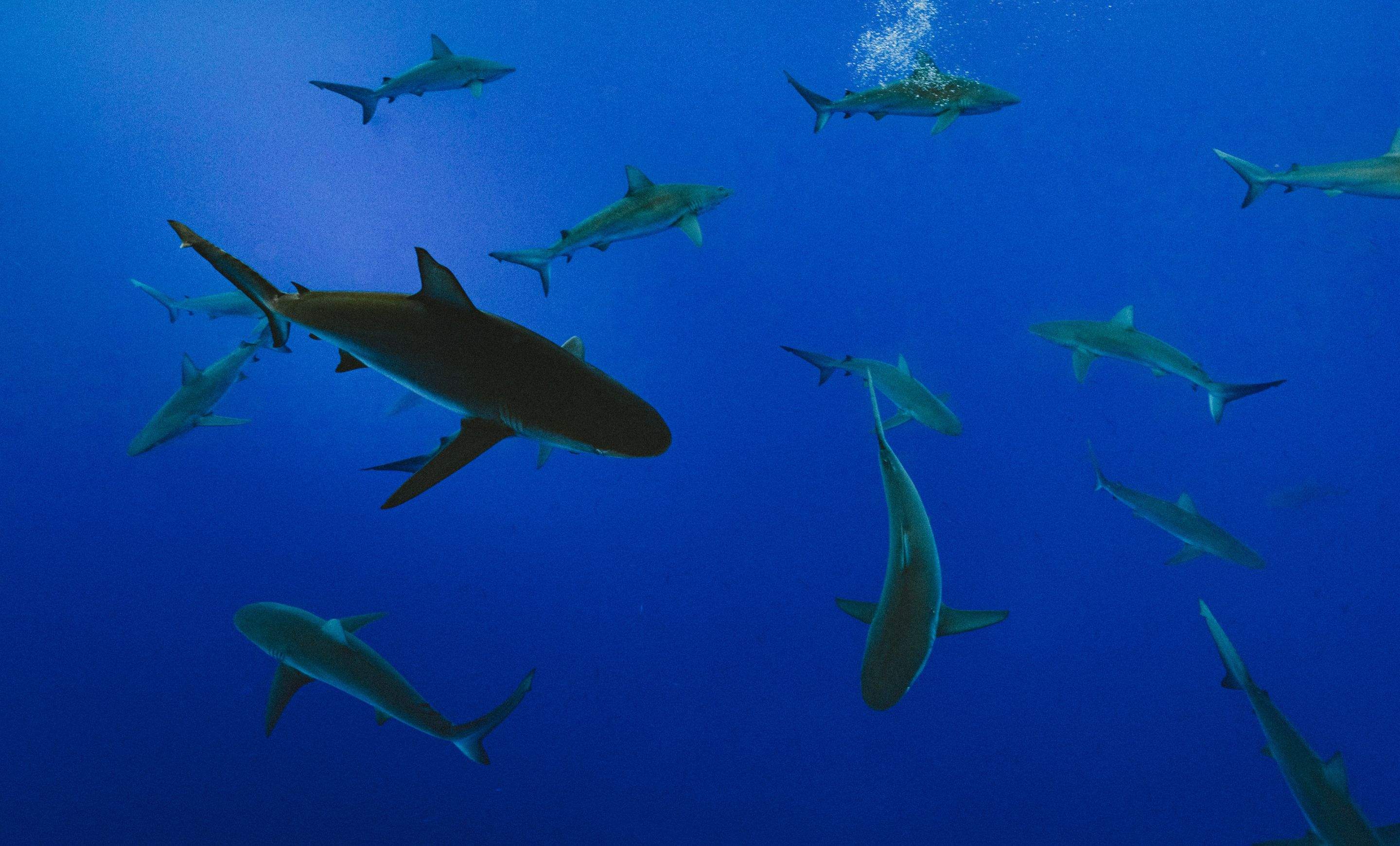Sharks!!! by CompanyCam