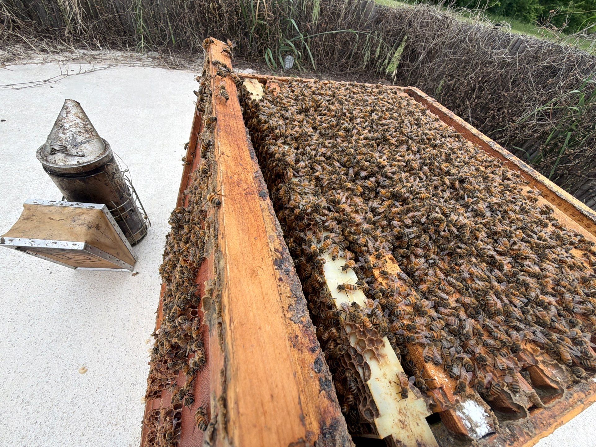 Bees at the Bank! by Rockwall Honey Bee Company