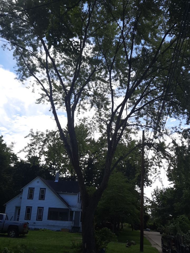 Tree Removal using Tree Removal by Mike Jones & Sons Tree Service LLC 