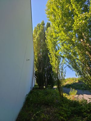 Tukwila Commercial Tree Trimming for Building and Roof Clearance