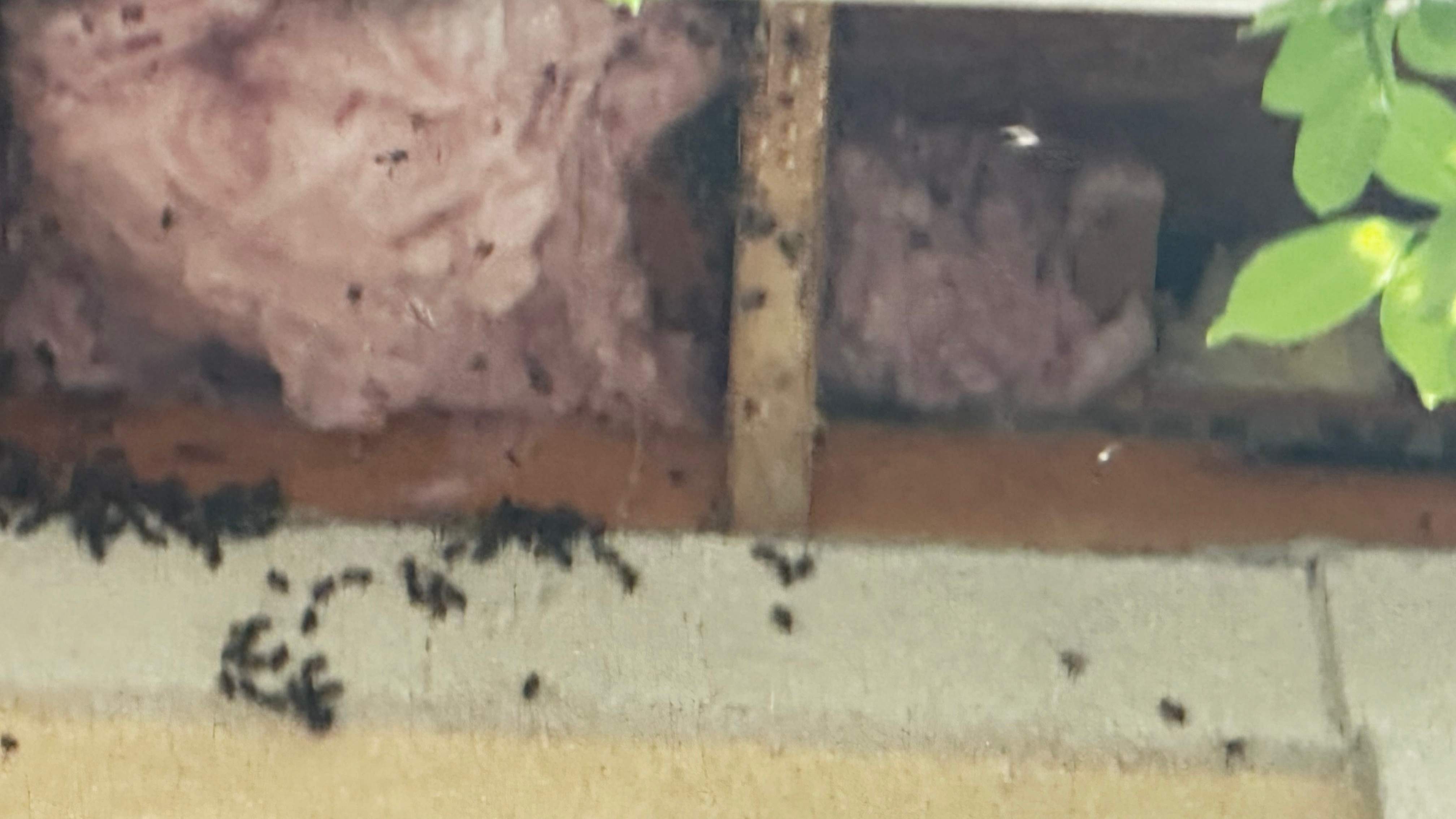 Beloved by Rockwall Honey Bee Company