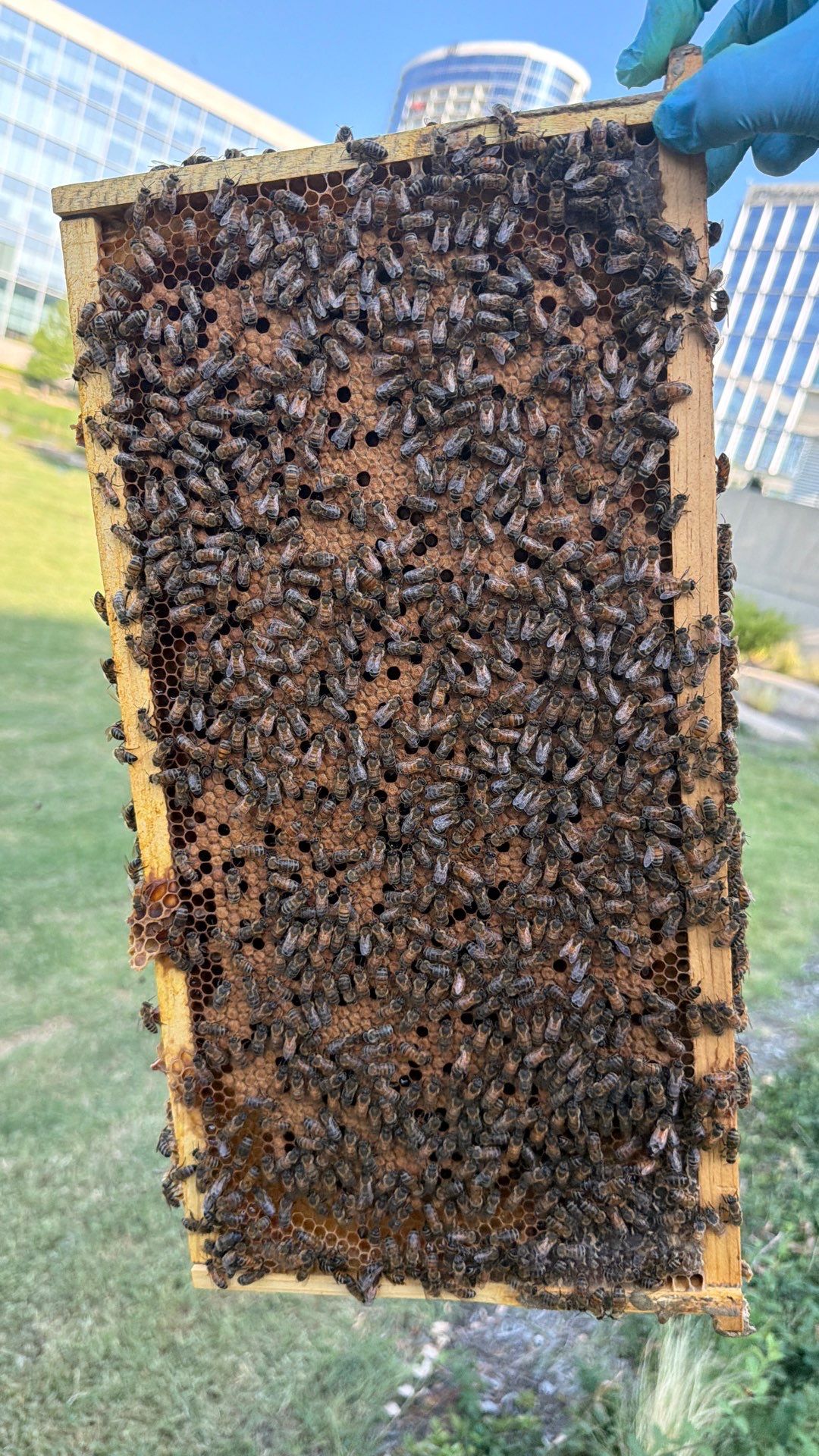 Corporate HQ by Rockwall Honey Bee Company