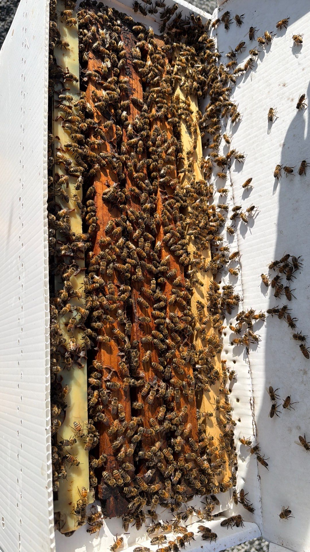 Momma K’s apiary by Rockwall Honey Bee Company