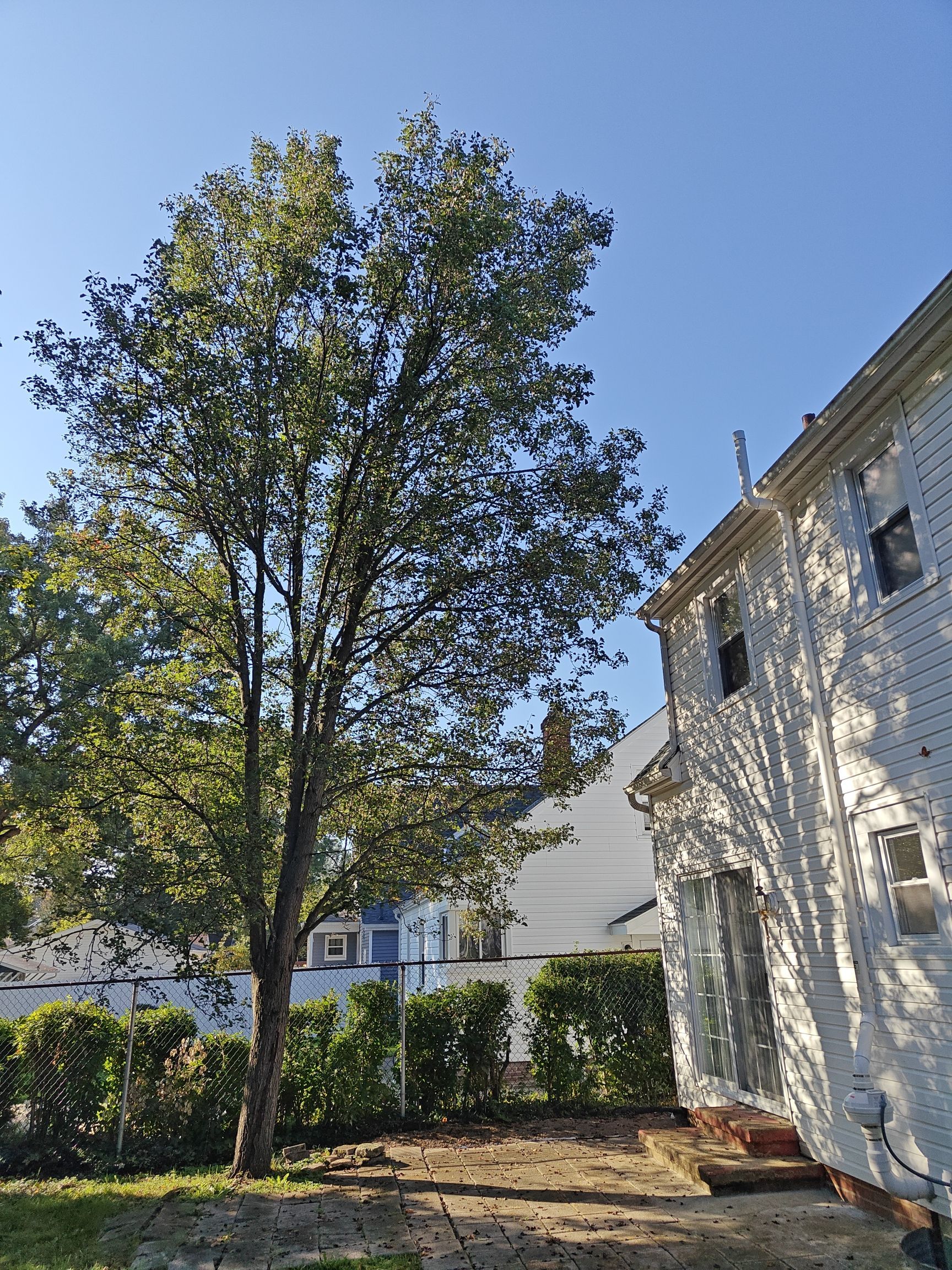 Tree Trimming using Tree Pruing by Mike Jones & Sons Tree Service LLC 