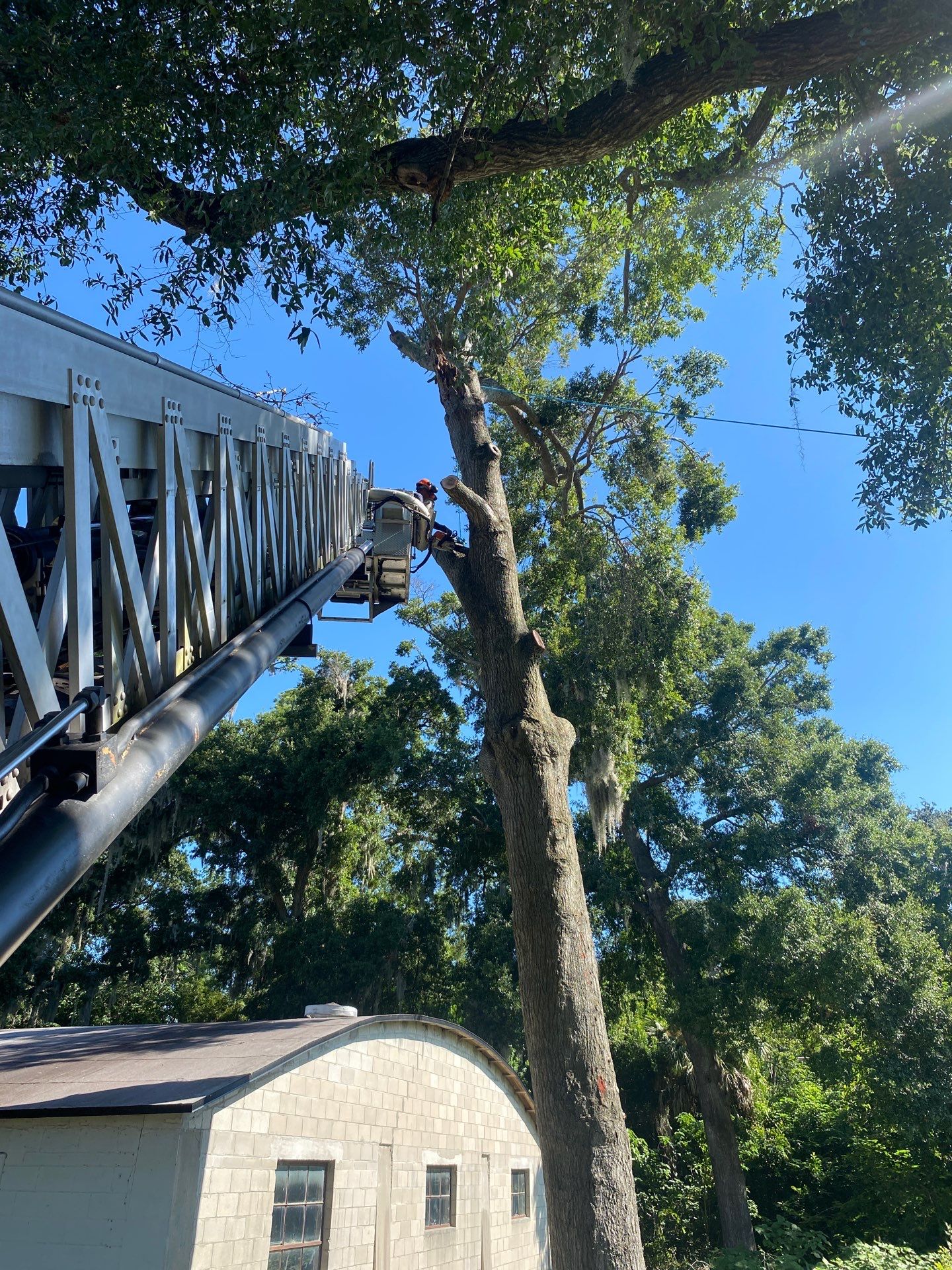 Commercial Property | Clean Up & Tree Removal by ProGreen Services