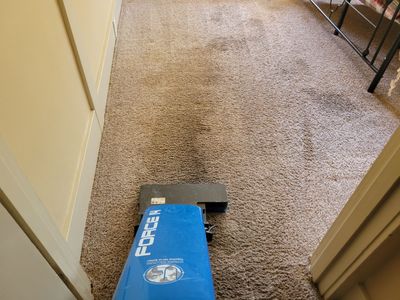 Pet Treatment and Carpet Cleaning
