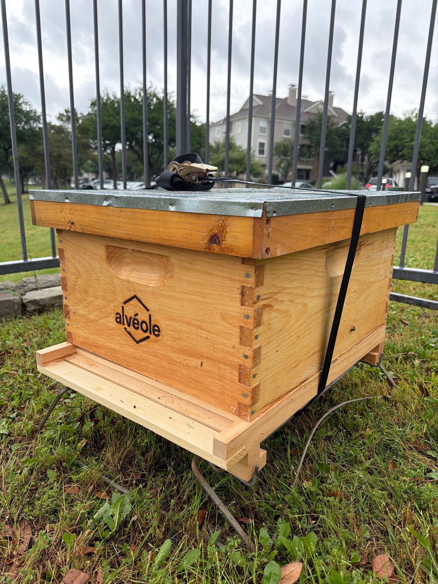 Poolside Bees at Apartment Complex by Rockwall Honey Bee Company