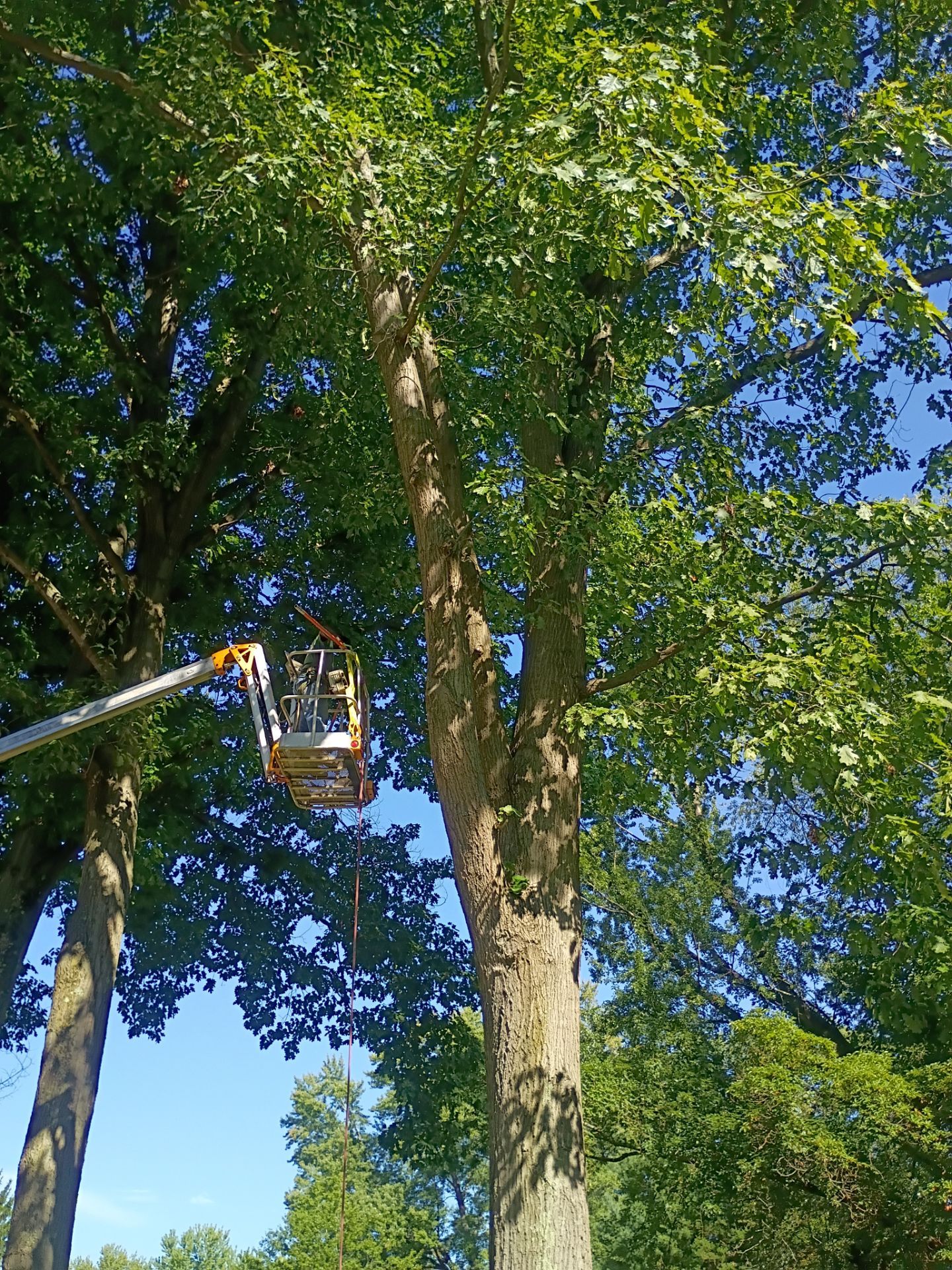 Tree Trimming & Tree Removal in Akron Ohio by Mike Jones & Sons Tree Service LLC 