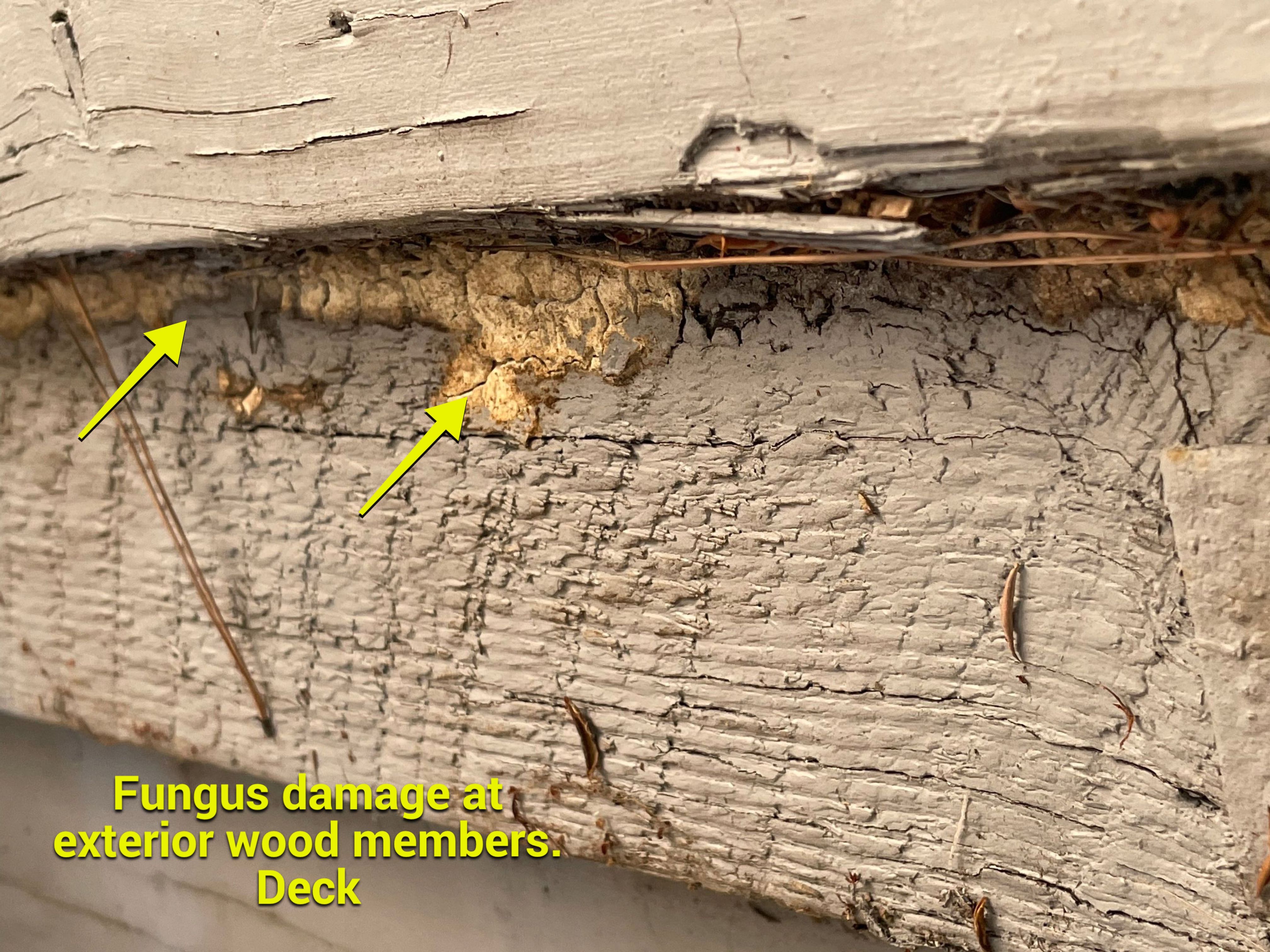 Wood Destroying Organisms Report by GLOBAL Termite Solutions