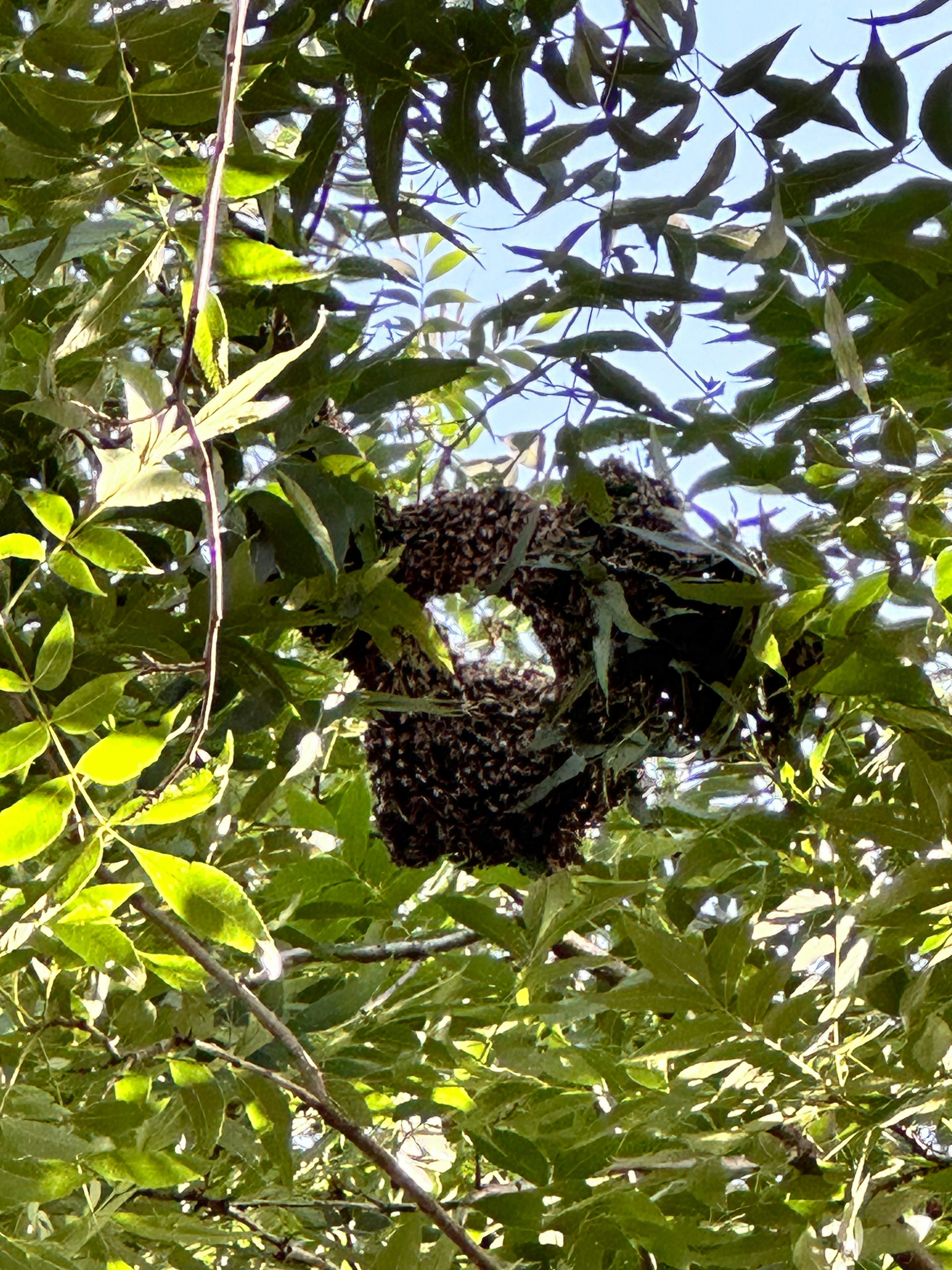 Two More Trees, One More Yard by Rockwall Honey Bee Company