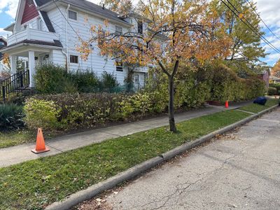 Hedge Shaping Maintenance