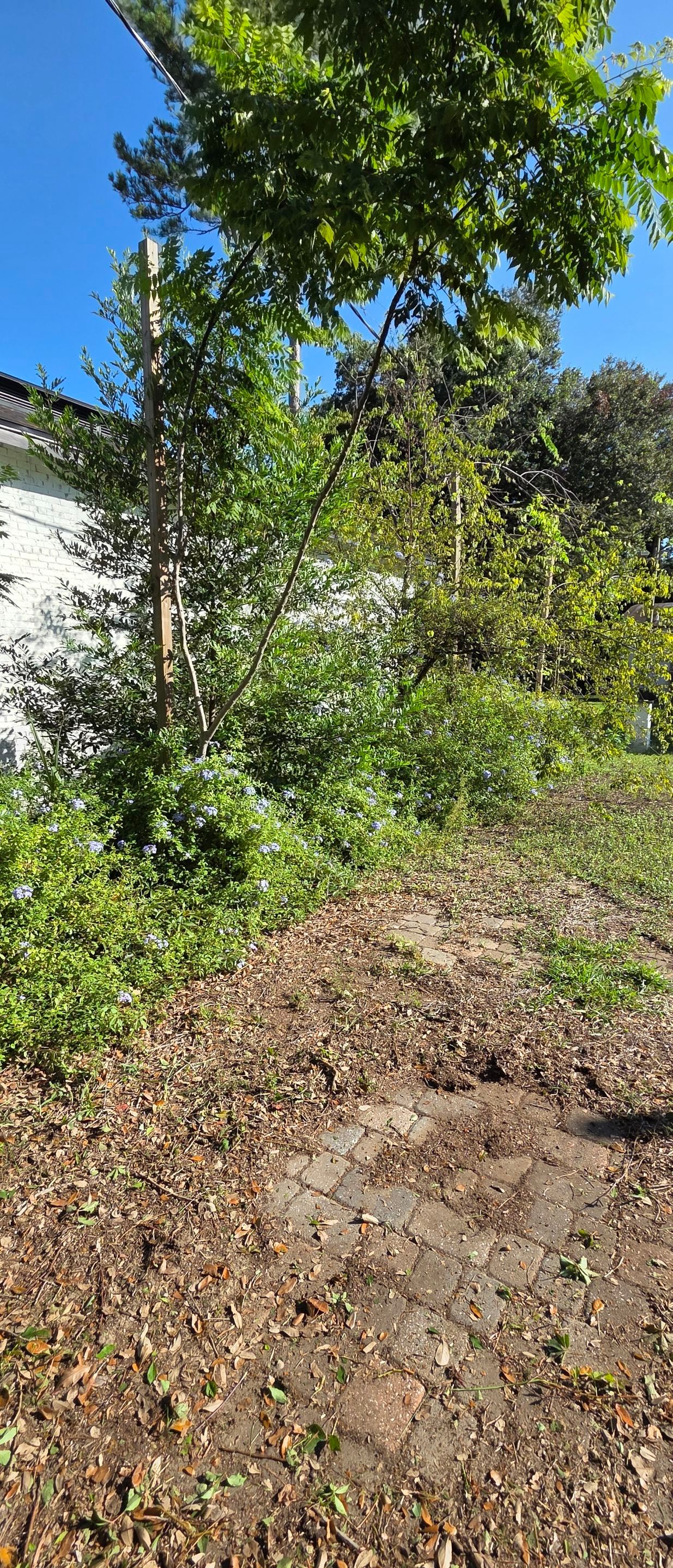 Commercial Property | Clean Up & Tree Removal by ProGreen Services