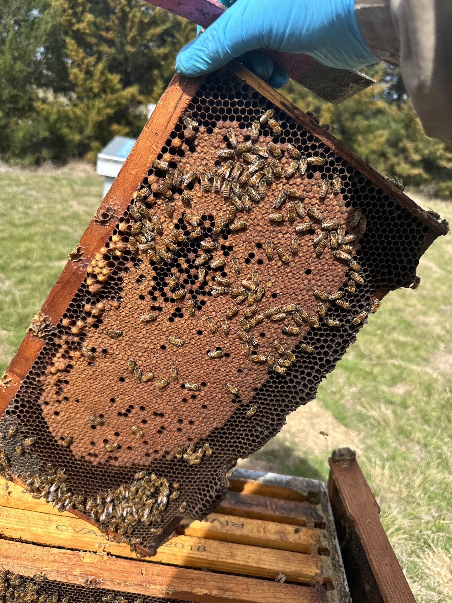 Bees for Ag. Exemption in Heath by Rockwall Honey Bee Company