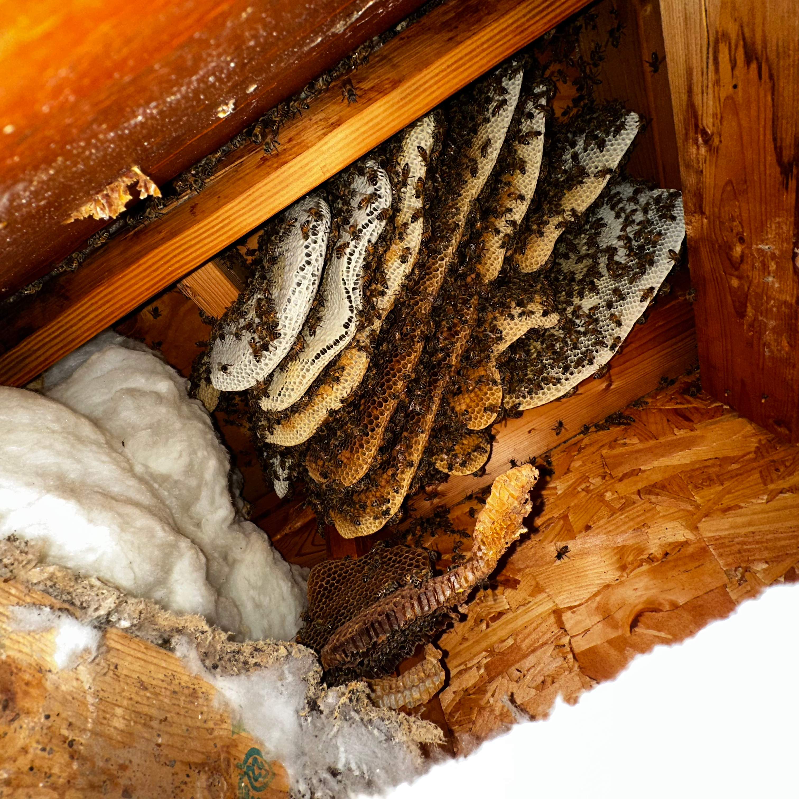 Ceiling Cutout by Rockwall Honey Bee Company