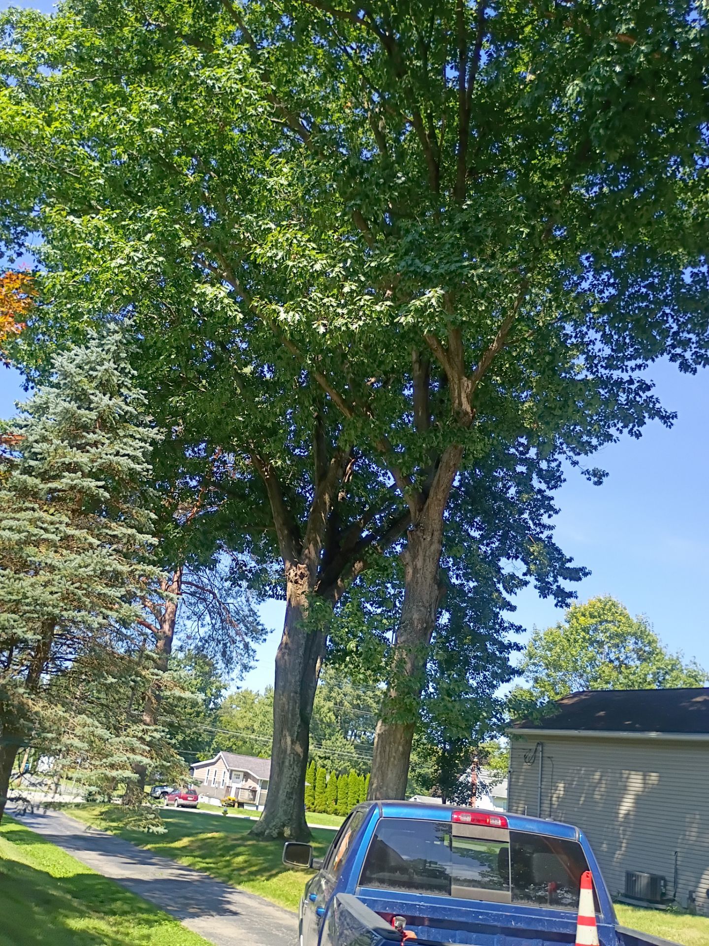 Tree Trimming & Tree Removal in Akron Ohio by Mike Jones & Sons Tree Service LLC 