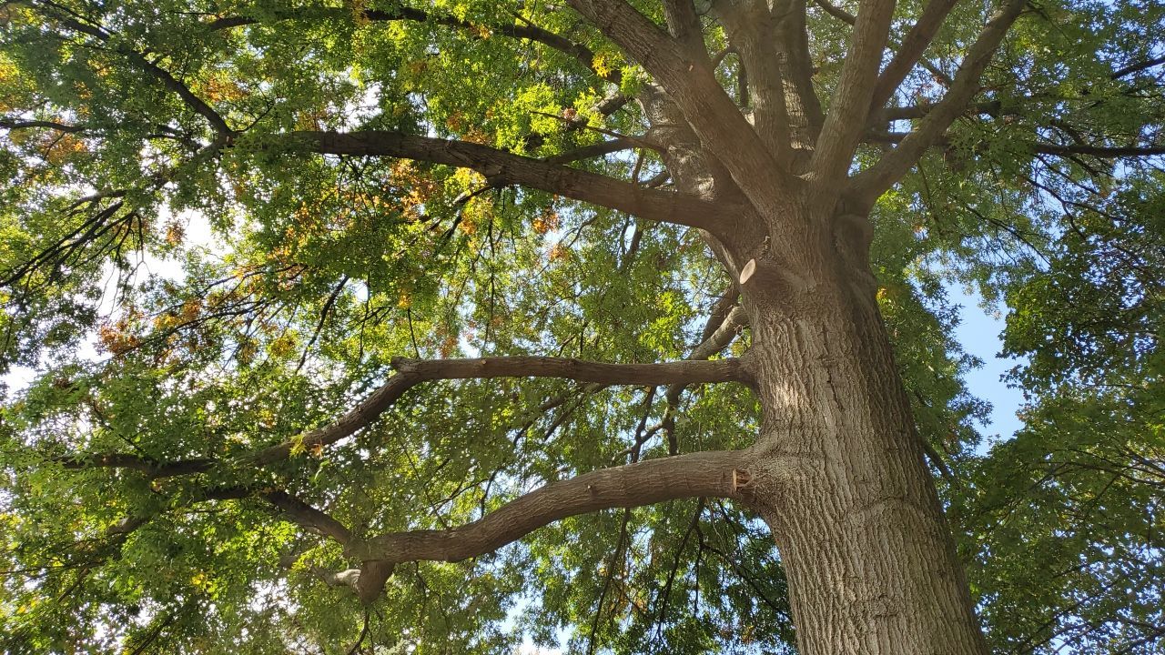 Tree Trimming using Tree Pruing by Mike Jones & Sons Tree Service LLC 