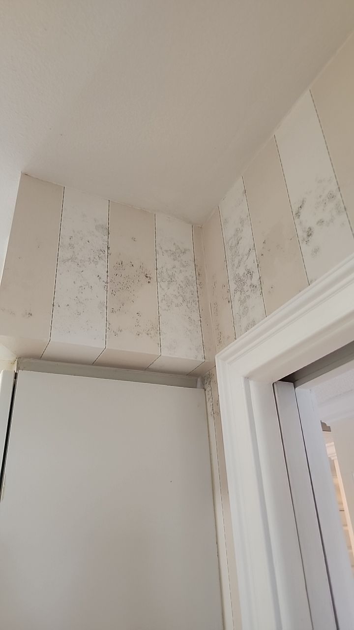 Humidity Bloom that caused mold to Grow by Building performance Solutions LLC