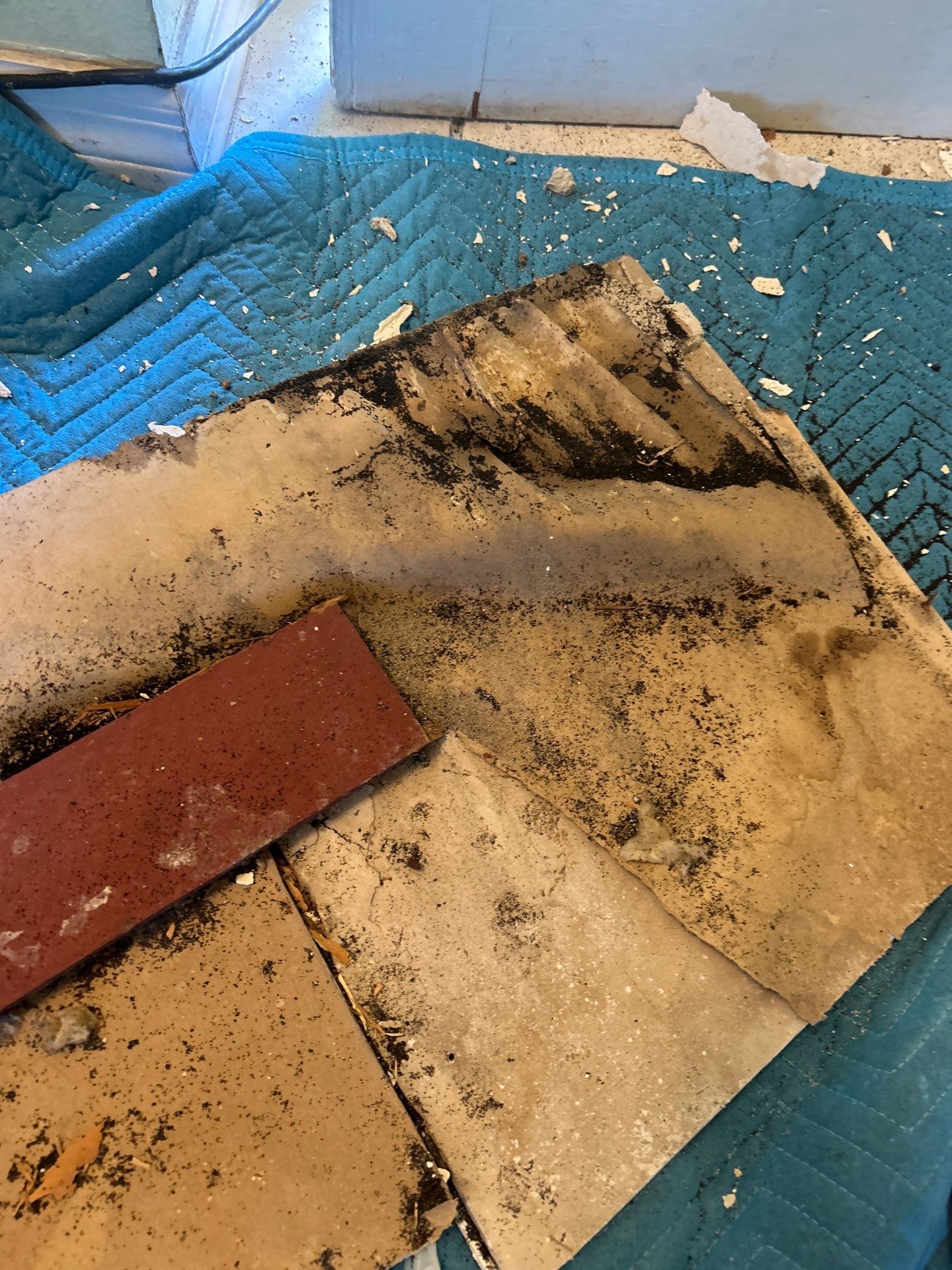 Pebble Springs Mold Remediation by Ampm Restoration Services