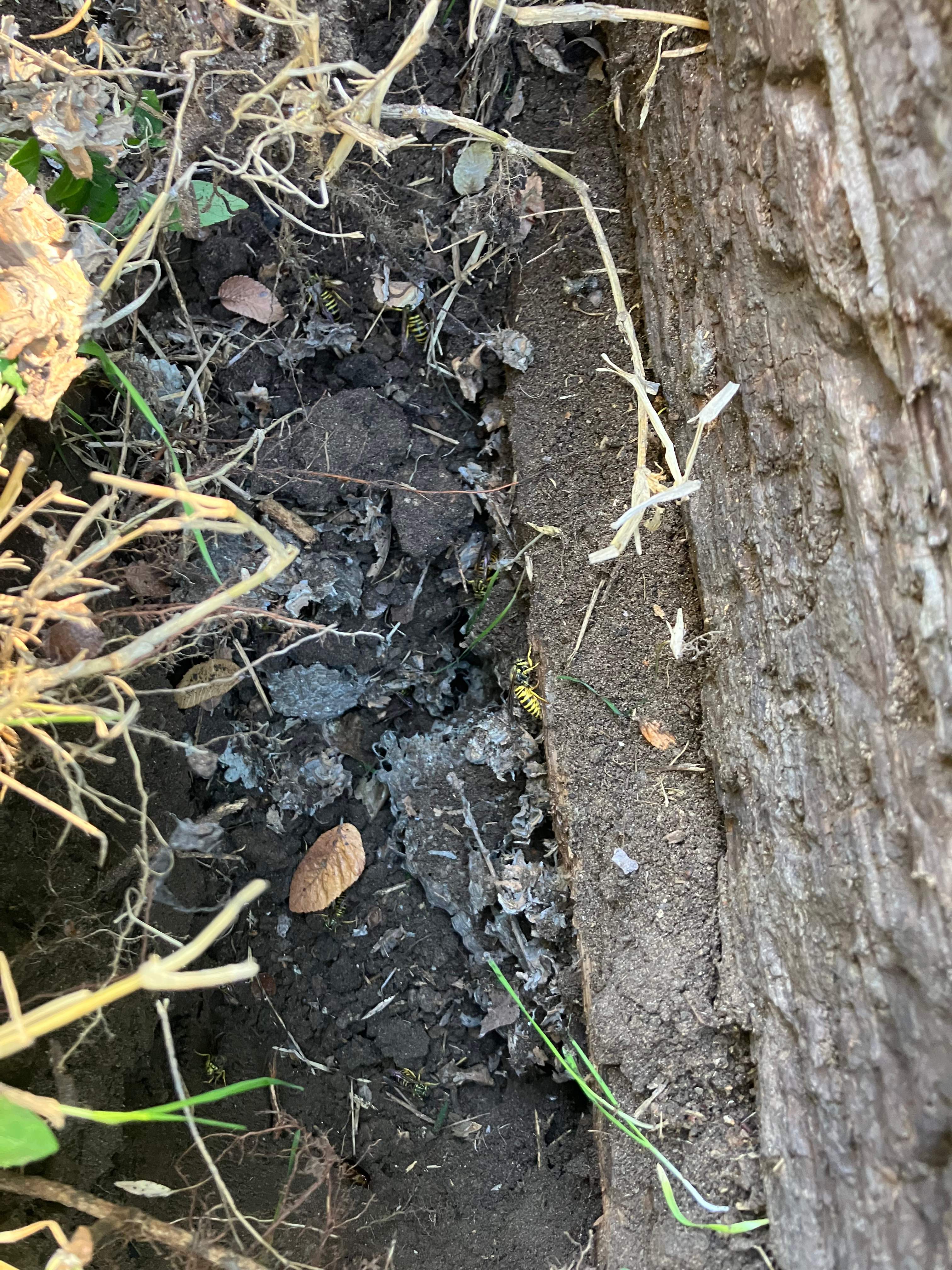 Yellowjackets at City Park by Rockwall Honey Bee Company