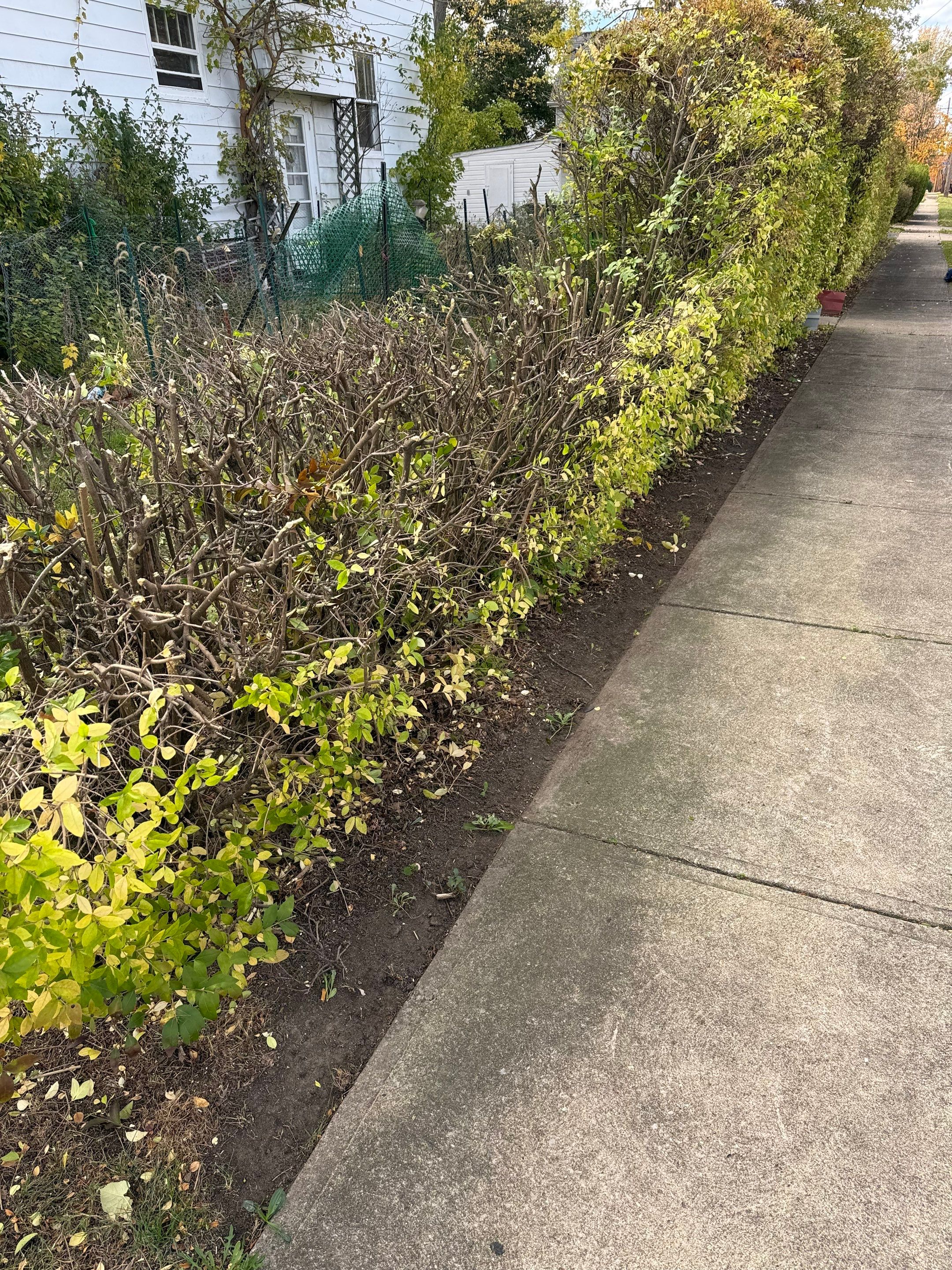 Hedge Shaping Maintenance by Elm Rose Gardens