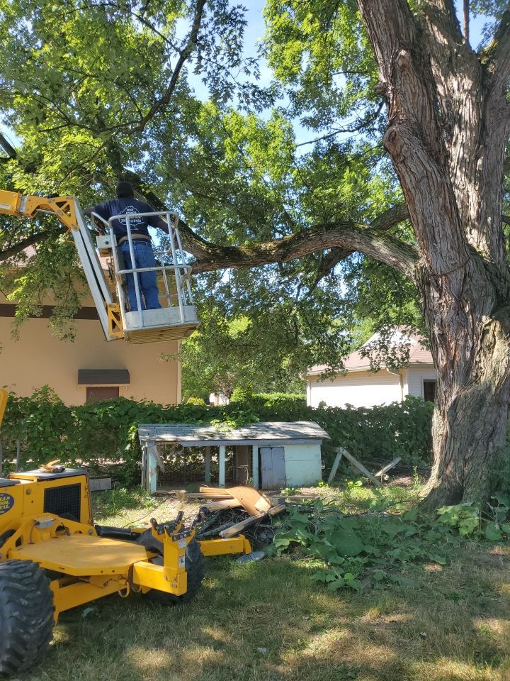 Tree Trimming using Tree Pruing by Mike Jones & Sons Tree Service LLC 