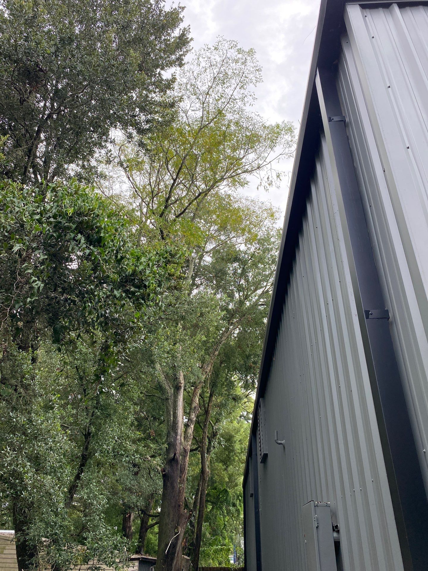 Crash Champions | Tree Removal & Cleanup by ProGreen Services