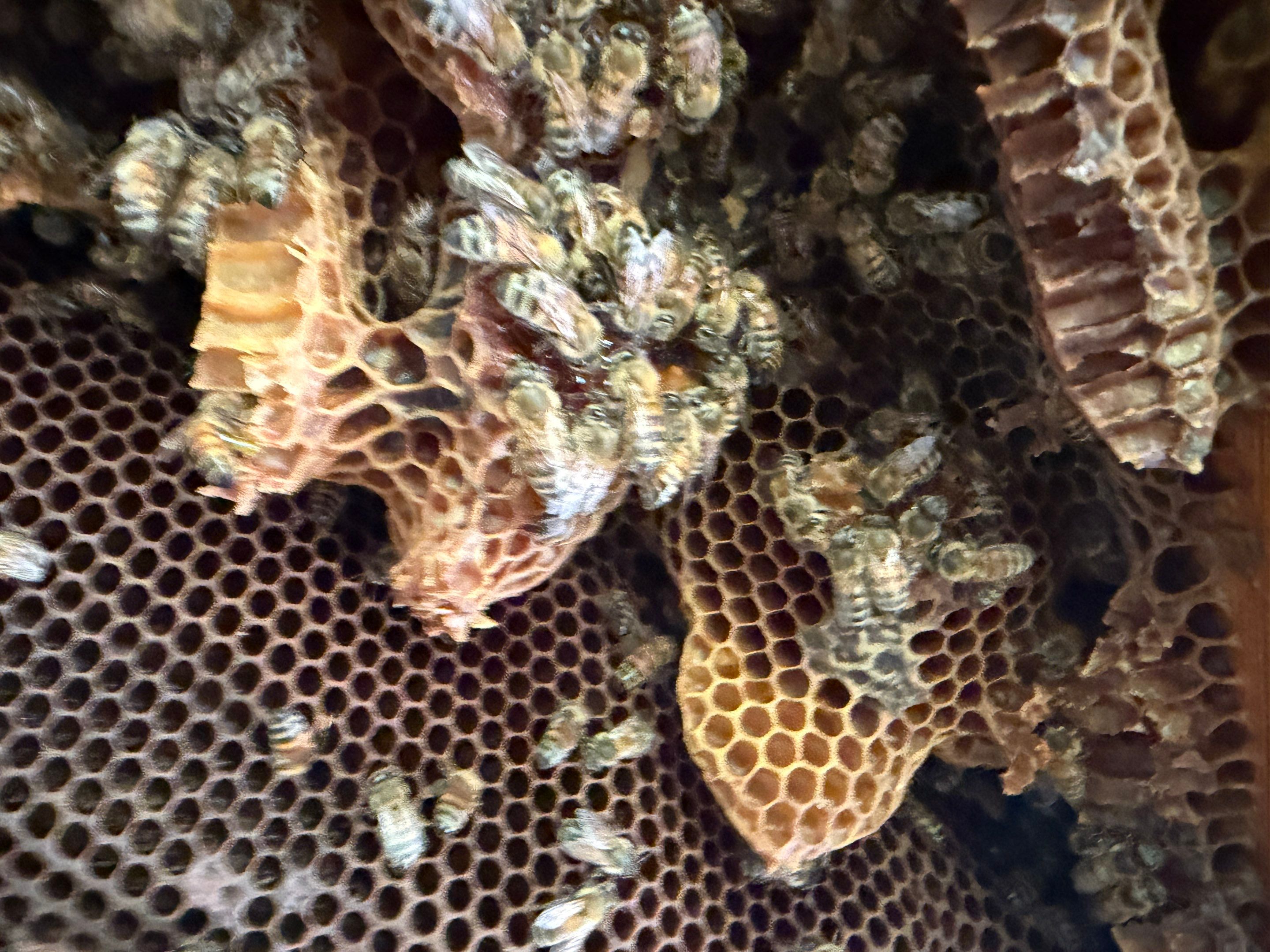 High Peak Bees by Rockwall Honey Bee Company