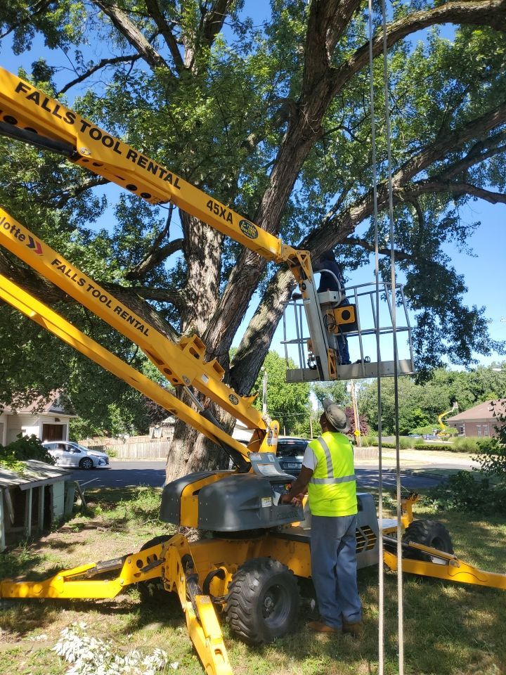 Tree Trimming using Tree Pruing by Mike Jones & Sons Tree Service LLC 