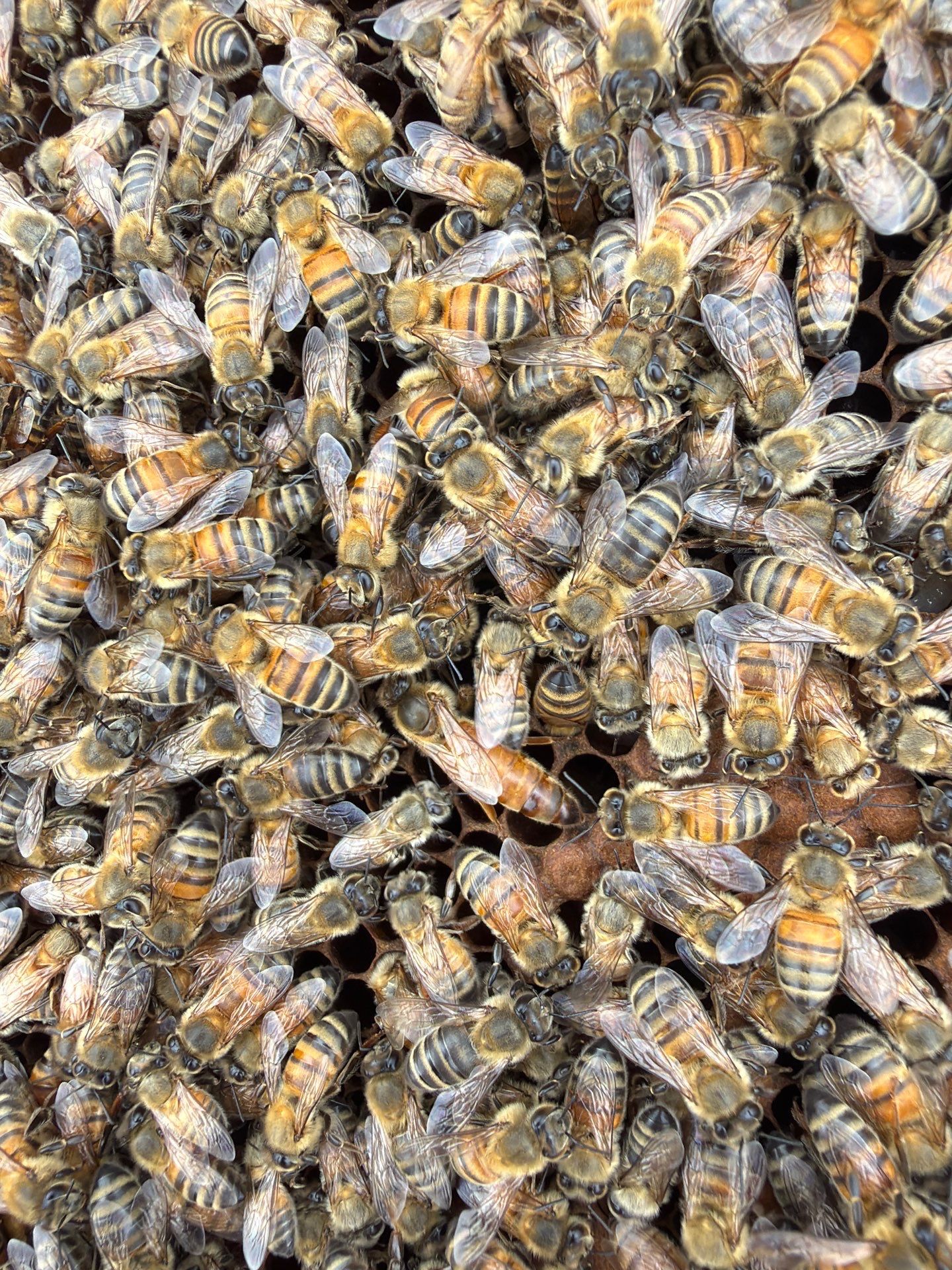 Urban Beekeeping in Dallas by Rockwall Honey Bee Company