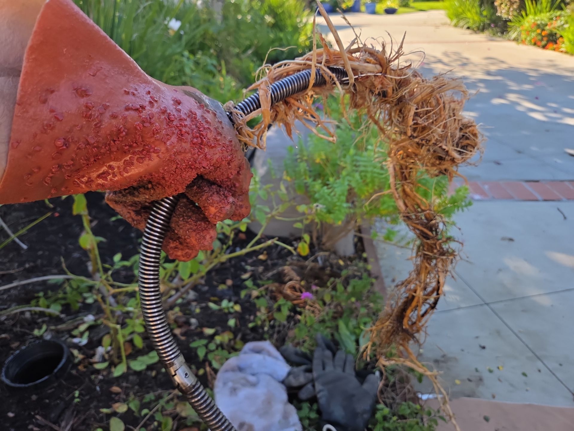 Area Drain Root Intrusion by Professional Plumbing Inc 