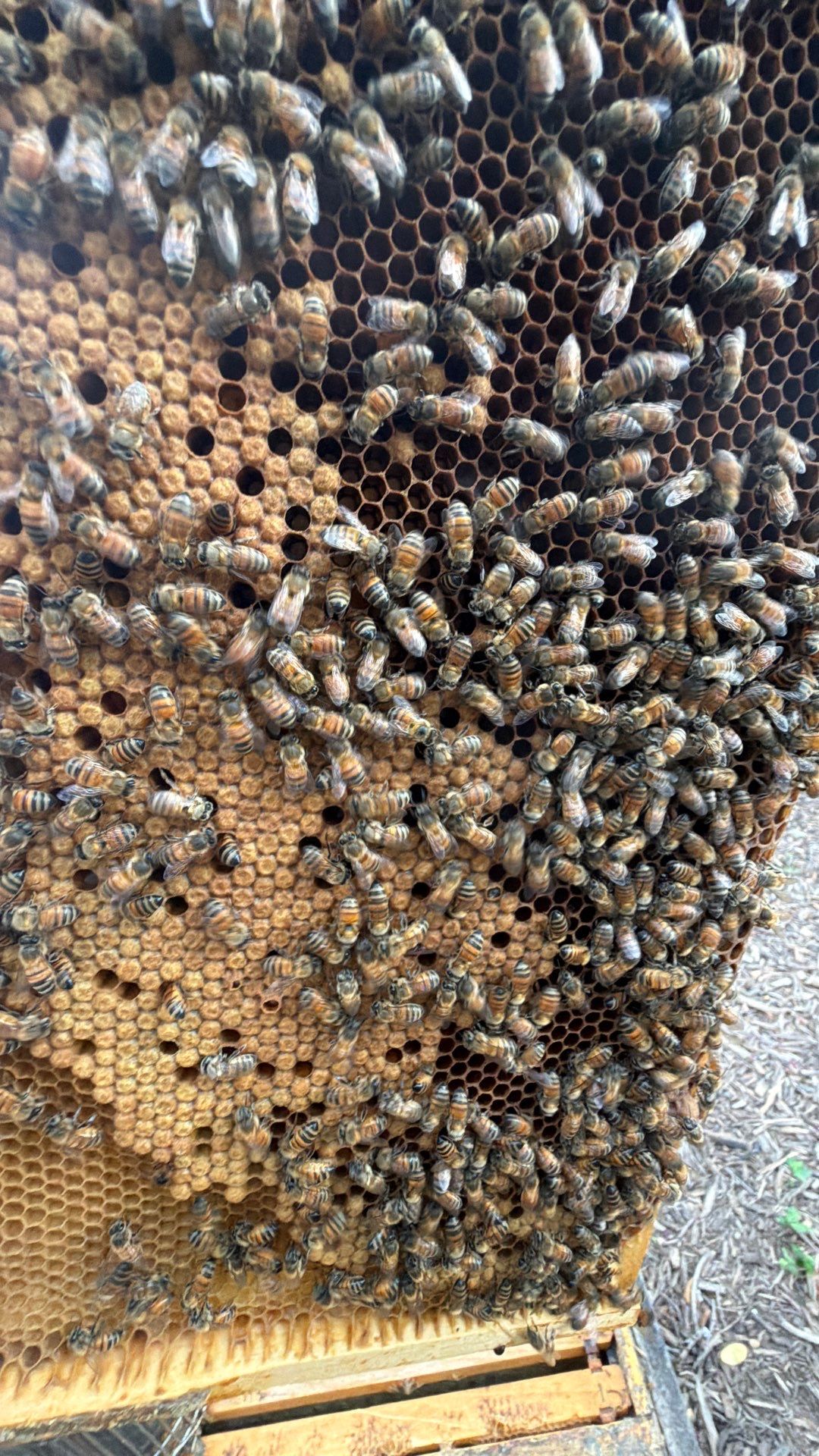 Urban Building Bees by Rockwall Honey Bee Company
