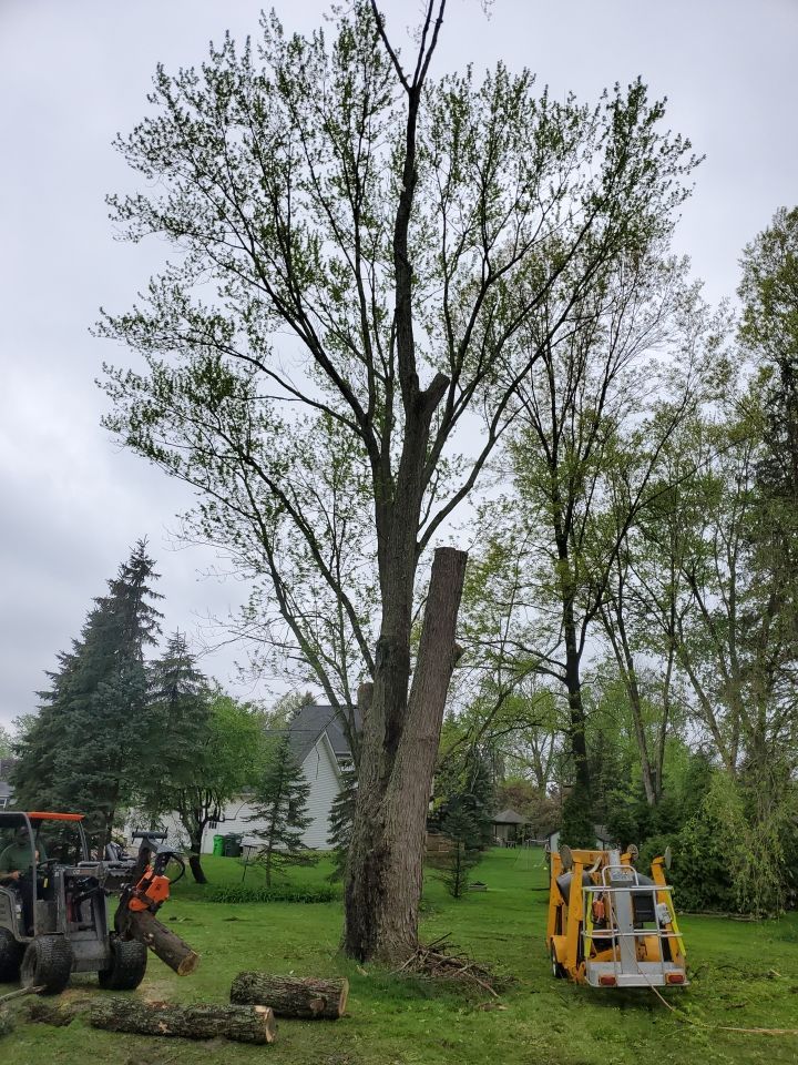 Tree Removal using Tree Removal by Mike Jones & Sons Tree Service LLC 