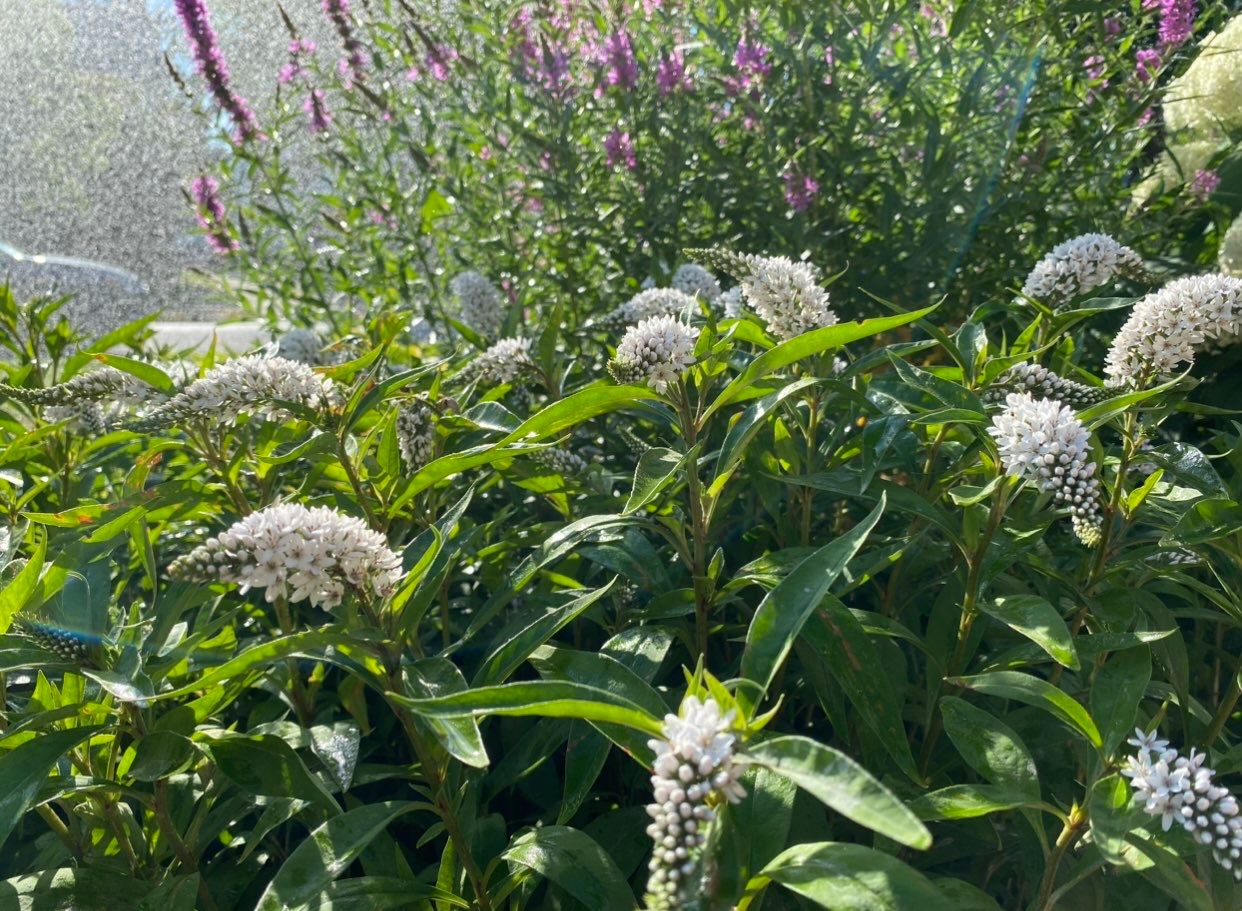 Elm Rose Home Project by Elm Rose Gardens