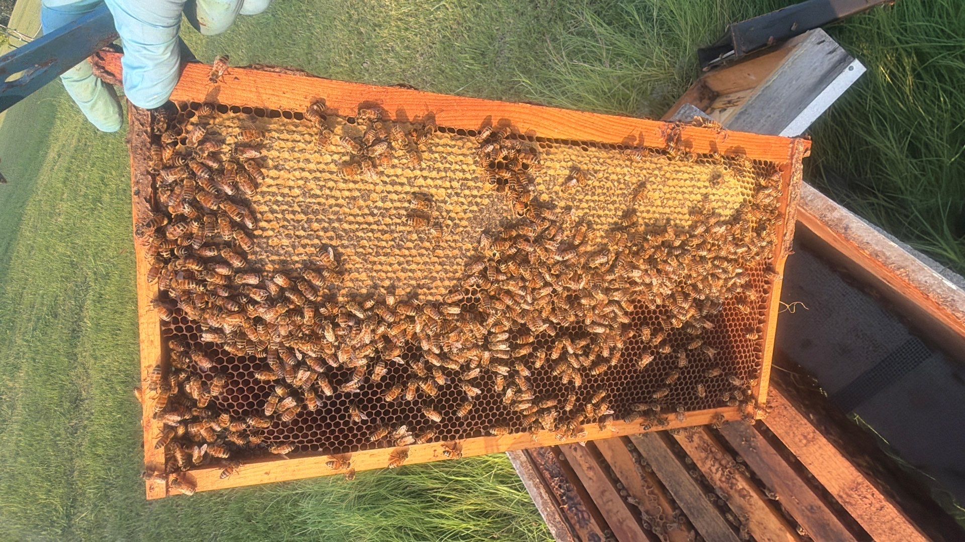 Double Family Property in Heath for Ag. Exemption by Rockwall Honey Bee Company