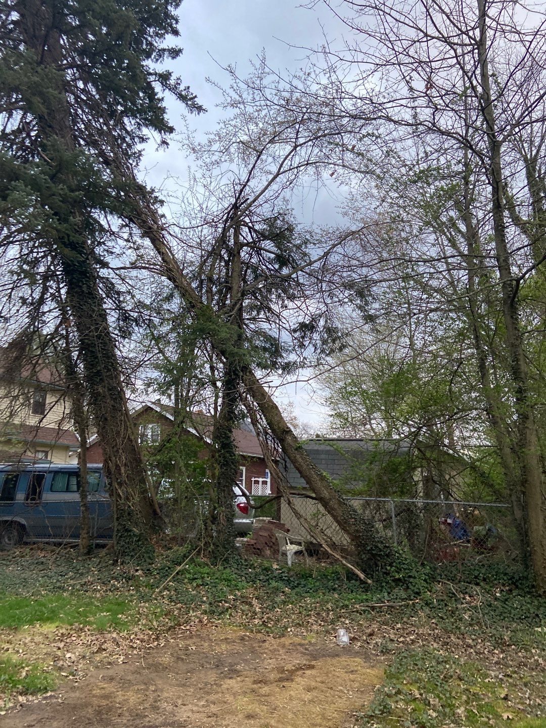 Tree Removal using Tree Removal by Mike Jones & Sons Tree Service LLC 