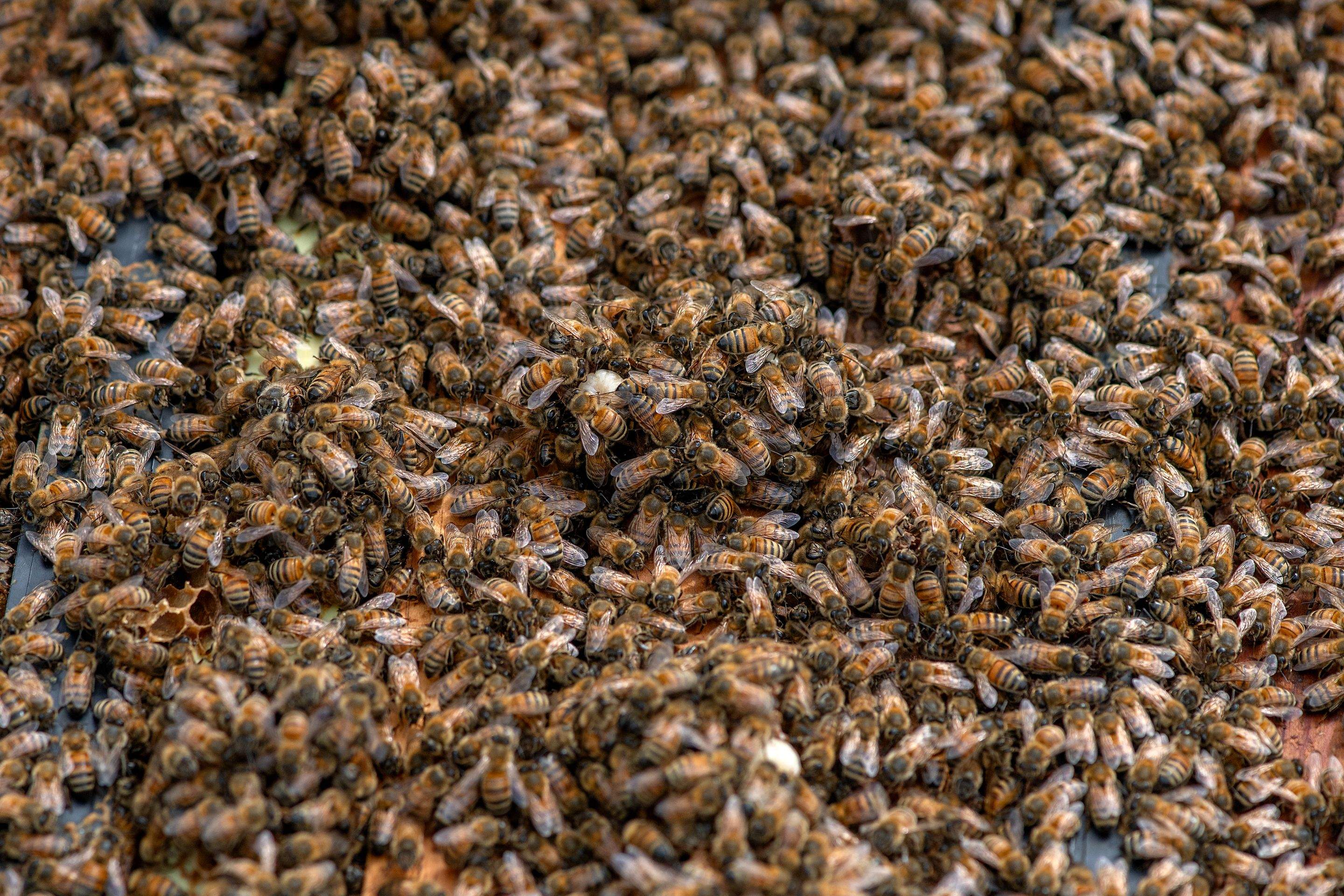 Splits in East Texas by Rockwall Honey Bee Company