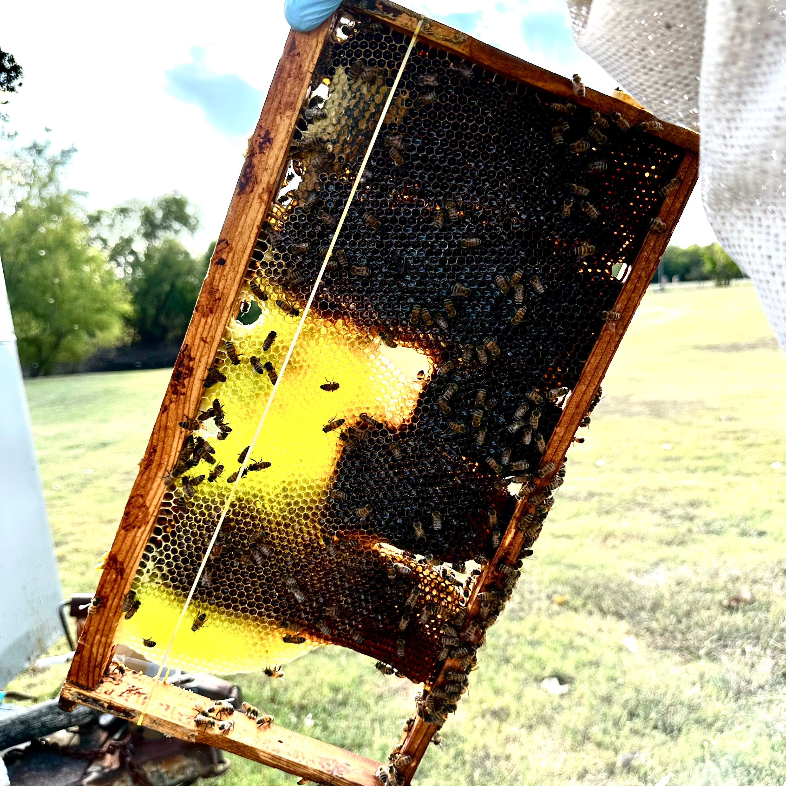 Rockwall Honey Bee Company HQ by Rockwall Honey Bee Company