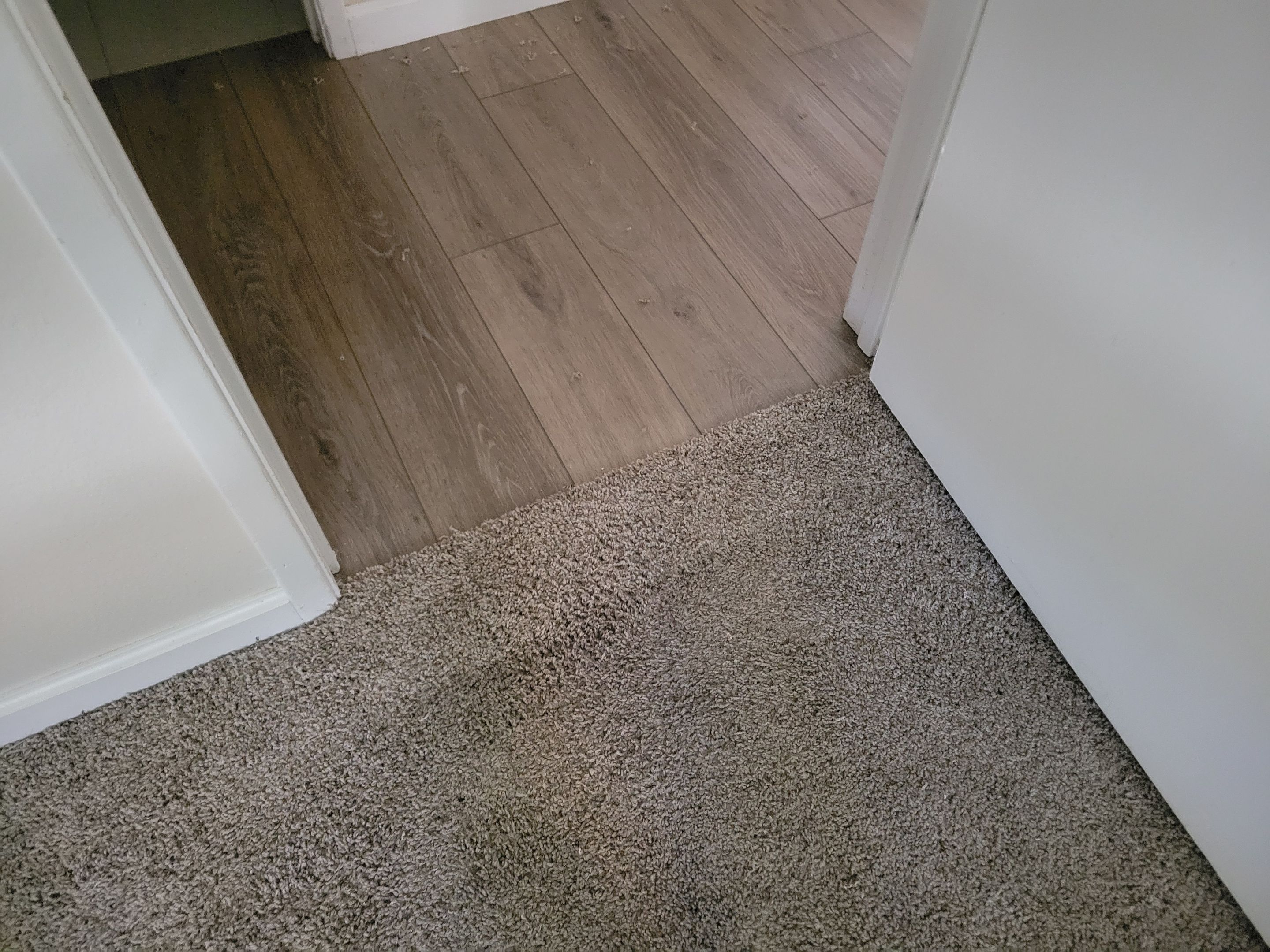Repairing Carpet Damaged by a Dog by Ardent Carpet Restore LLC