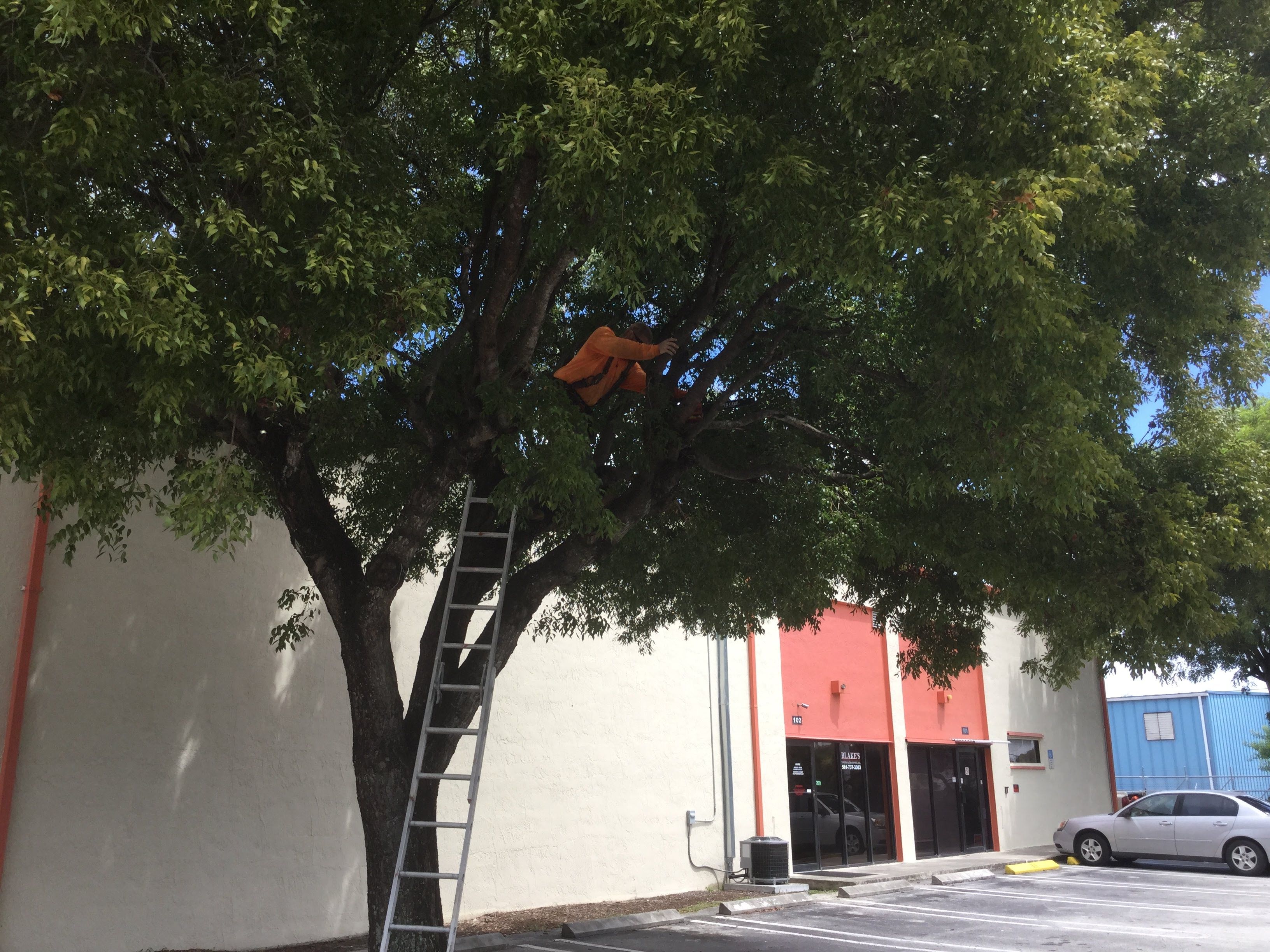 Commercial Tree Trimming & Debris Removal by
M.A.B. Landscaping & Property Maintenance
