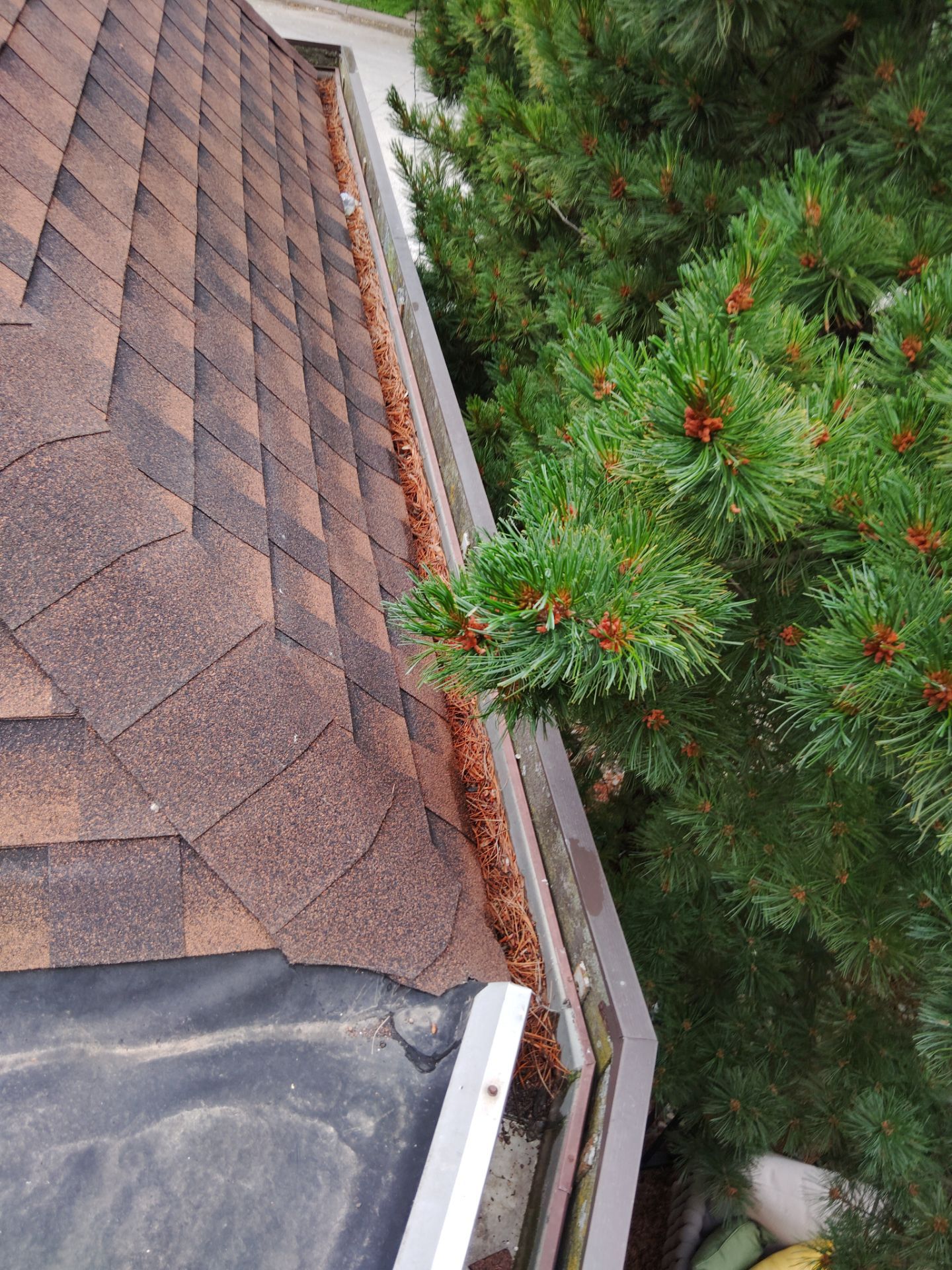 Commercial gutter cleaning La Crosse, WI before photo with filled gutters