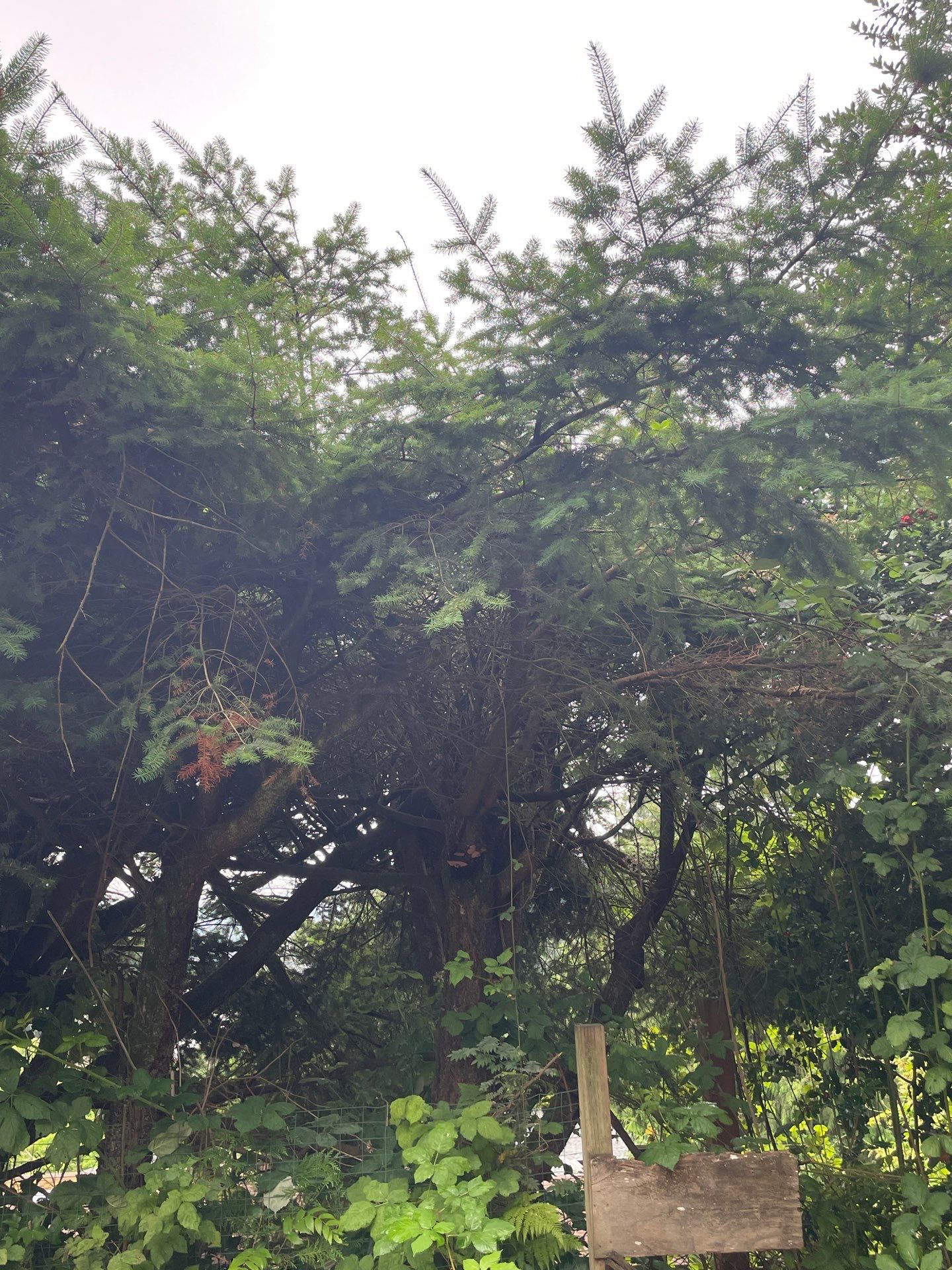 🌿Tree Inventory Showcase – Lake Forest Park, WA by Sound Tree Care LLC