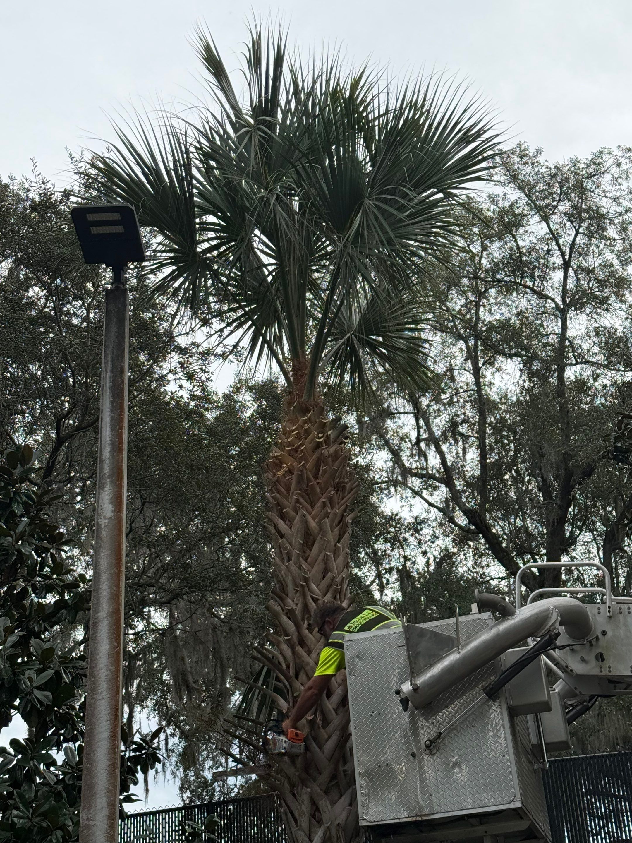 Volunteer Work | Episcopal High School of Jacksonville by ProGreen Services