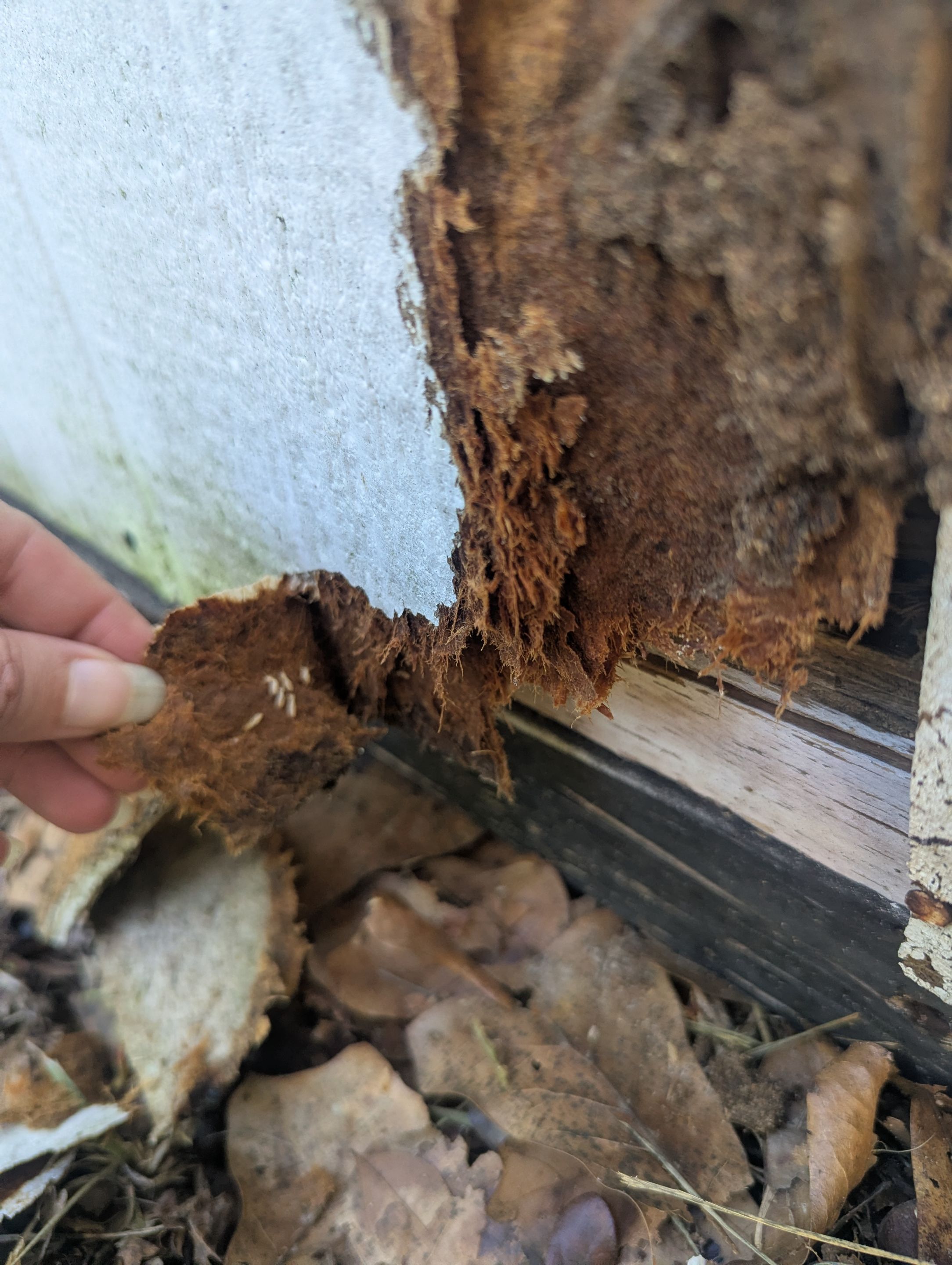 Fresh Paint, Fresh Look: Exterior Makeover in Mineola, TX by Quality Coats Painting